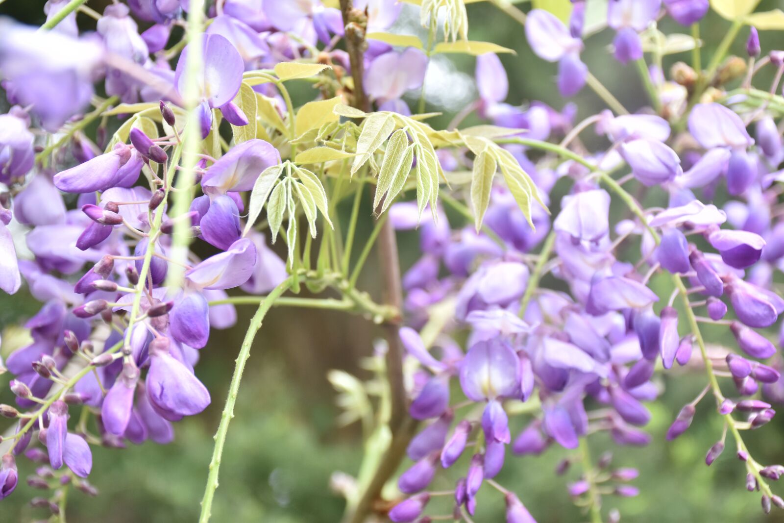 Nikon D5500 sample photo. Wisteria, flower, nature photography