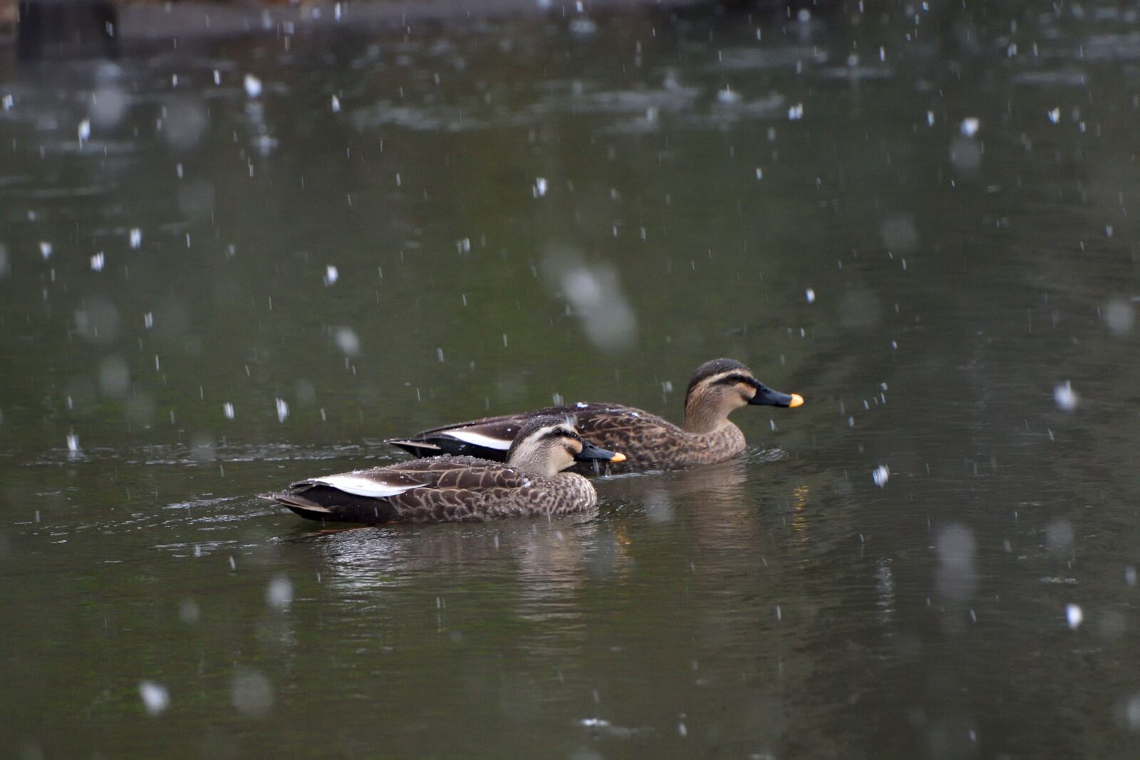 Nikon D500 sample photo. Duck, waters, bird photography