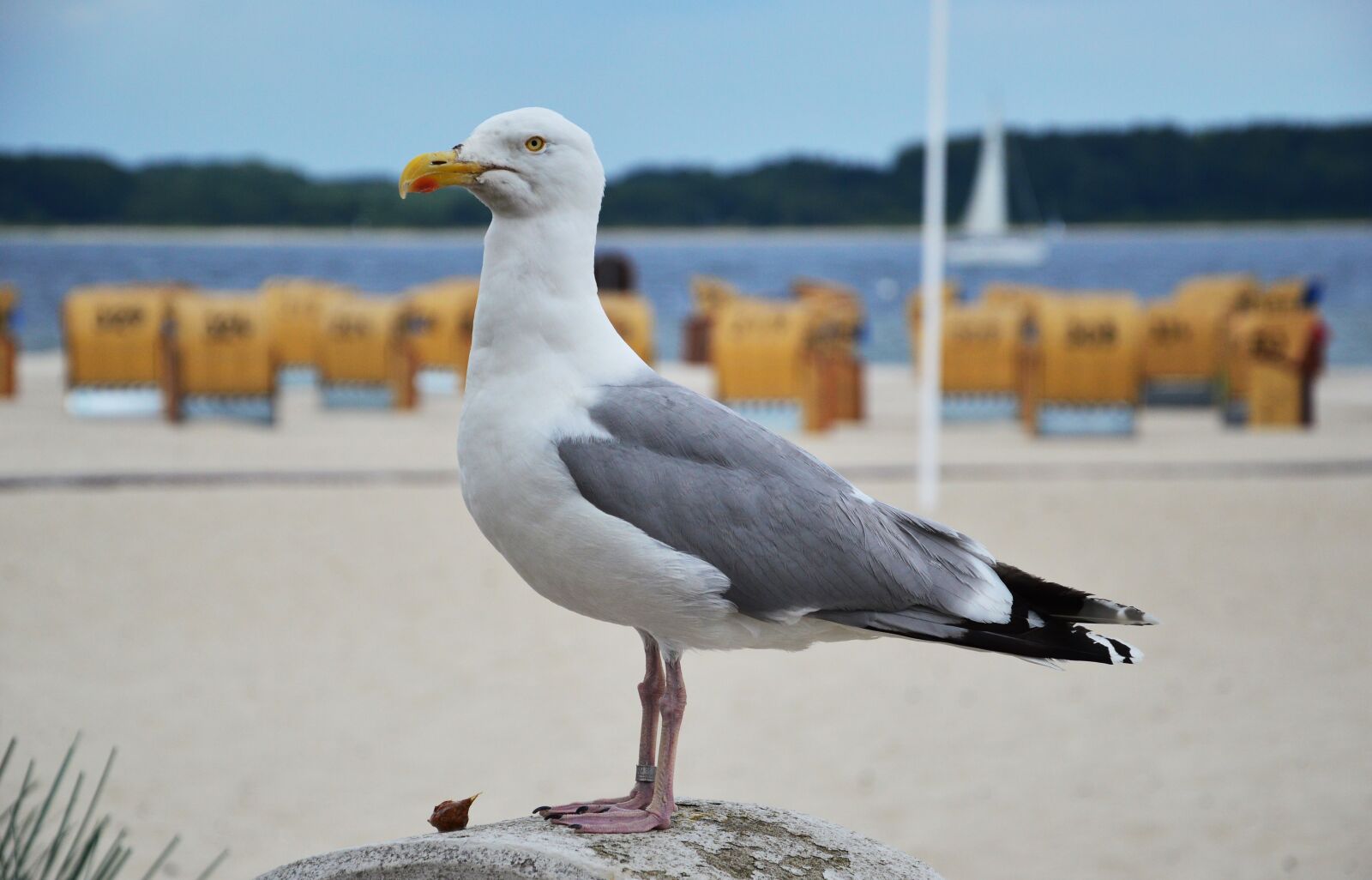 Nikon D3200 sample photo. Seagull, baltic sea, bird photography