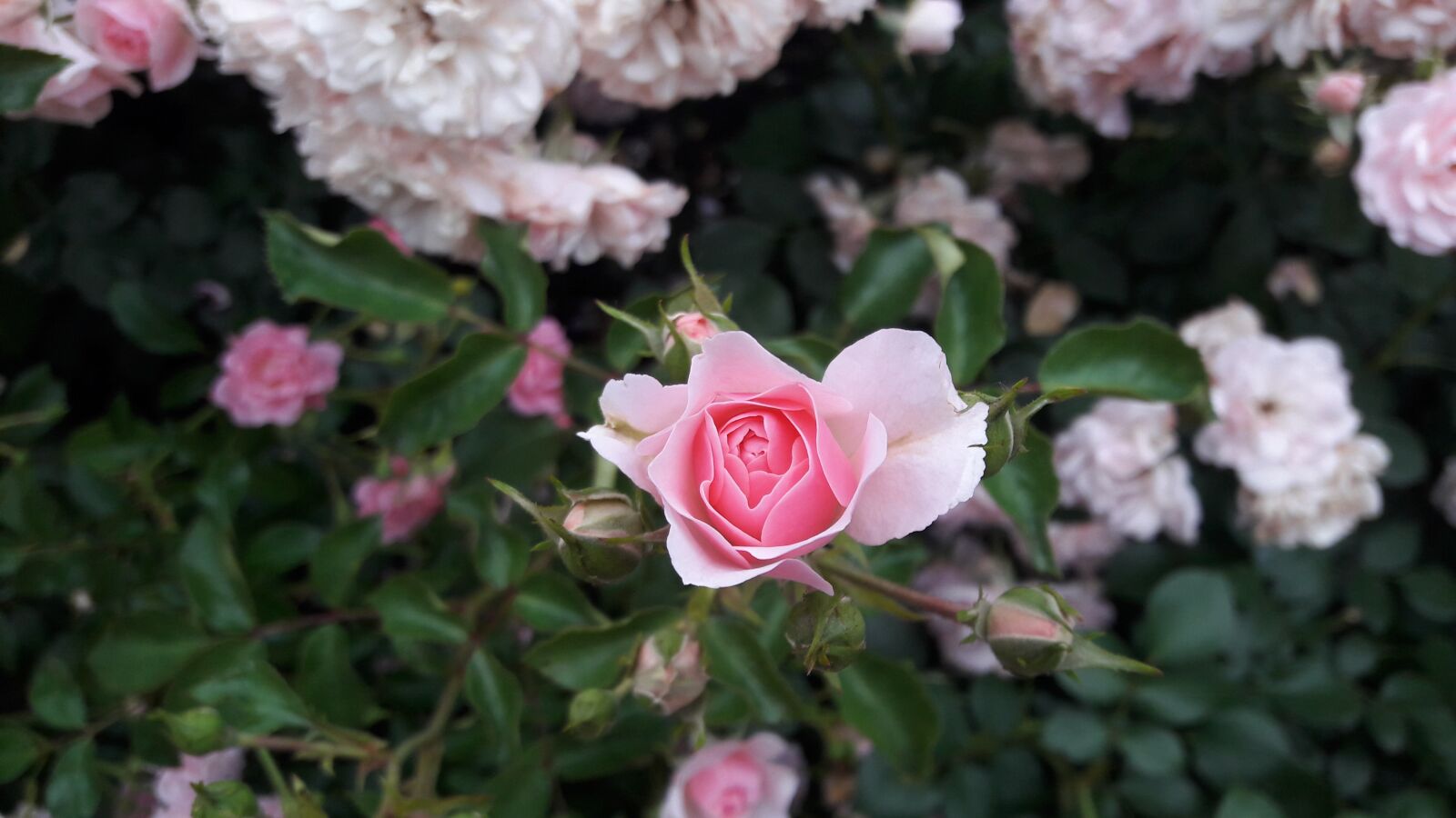 Samsung Galaxy J7 sample photo. Rose, flower, white rose photography