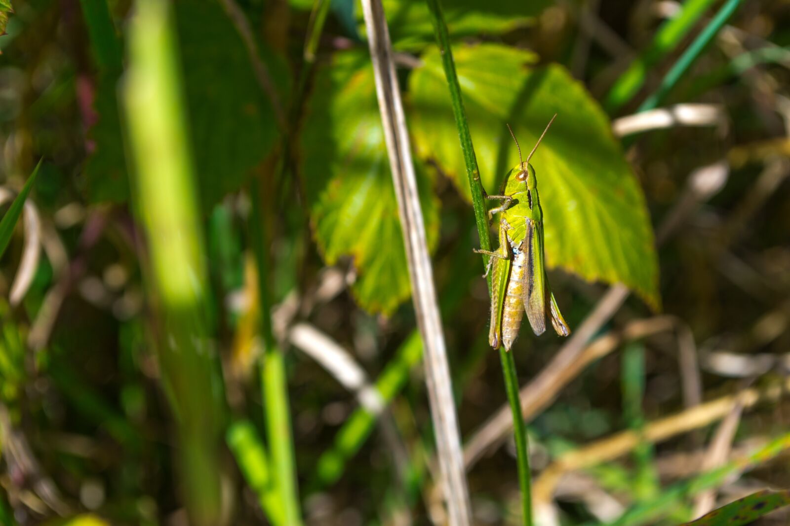 Nikon D3100 sample photo. Grille, green, insect photography