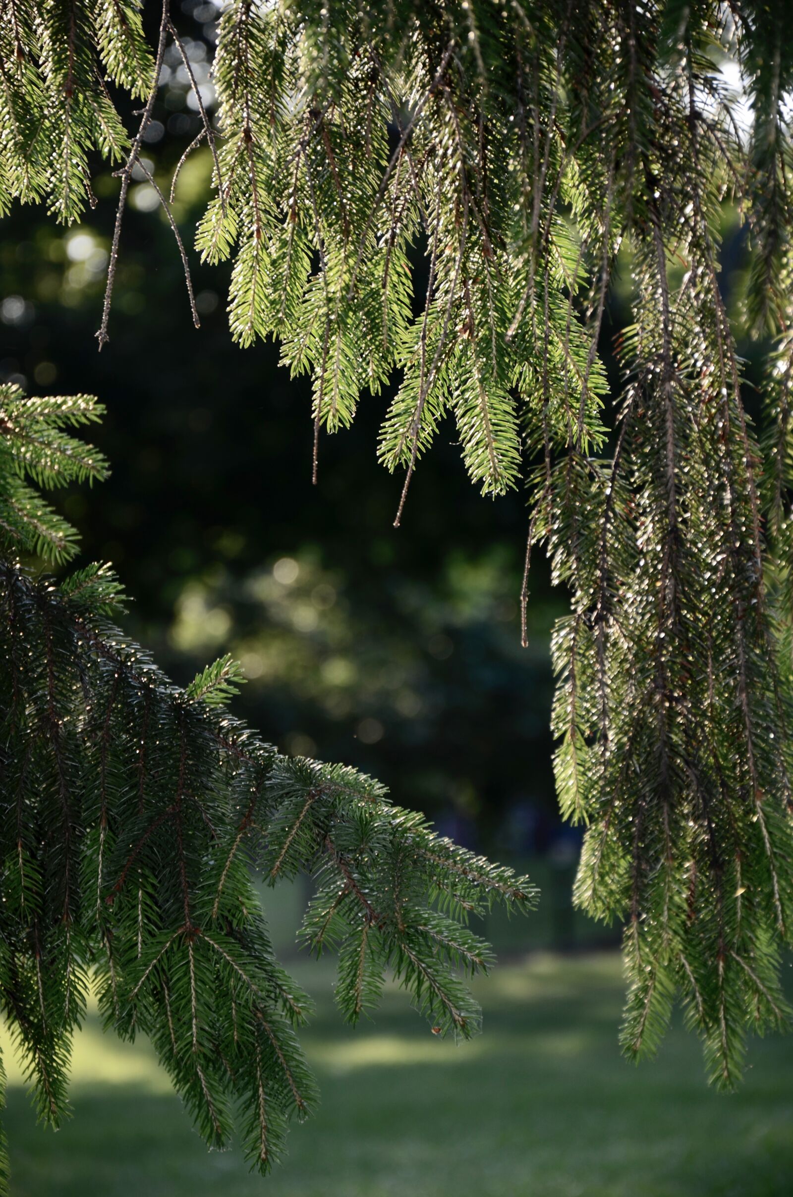 Nikon D7000 sample photo. Pine needles, summer, tree photography