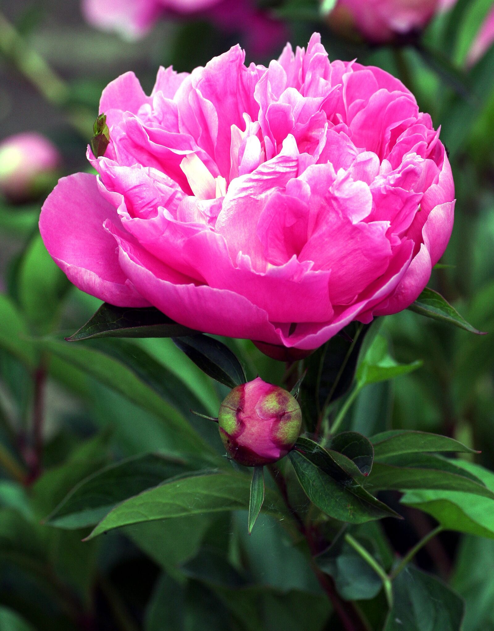 Canon EOS 350D (EOS Digital Rebel XT / EOS Kiss Digital N) sample photo. Peony, flower, spring photography