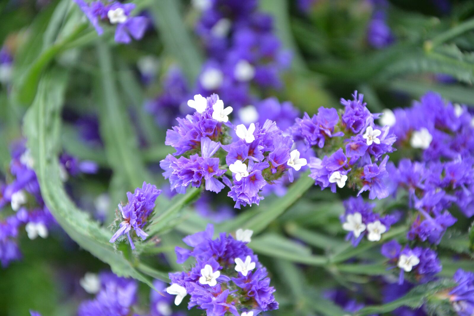 Nikon D5200 sample photo. Flowers, violet, white nature photography