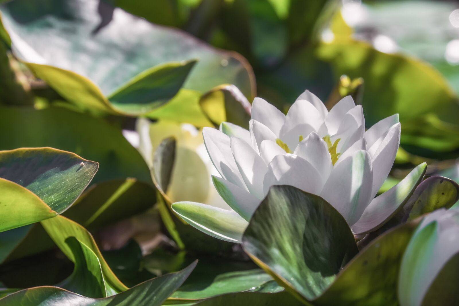 Fujifilm XF 55-200mm F3.5-4.8 R LM OIS sample photo. Water lily, nuphar lutea photography