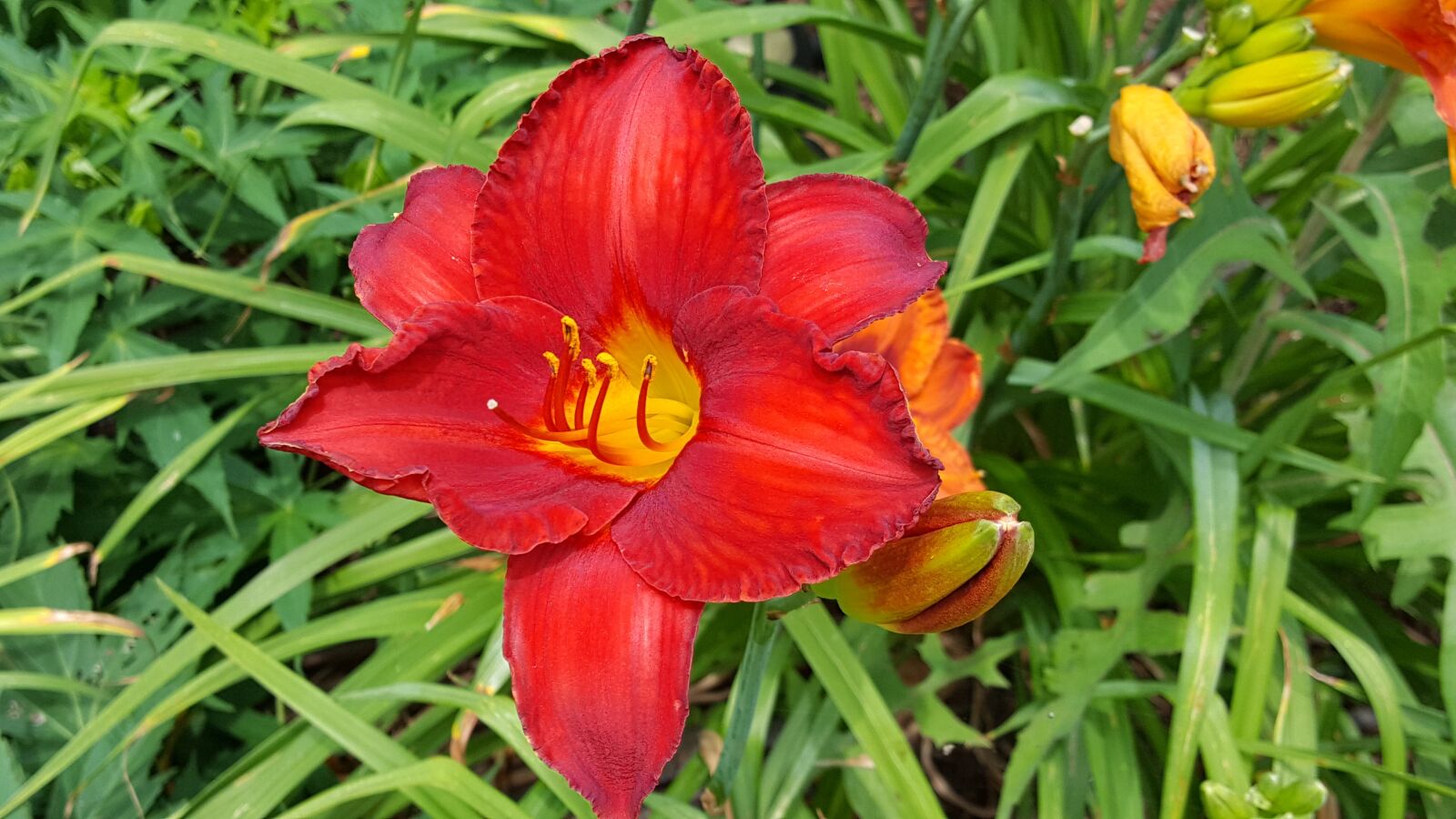 Samsung Galaxy Note5 sample photo. Flower, daylily, garden photography