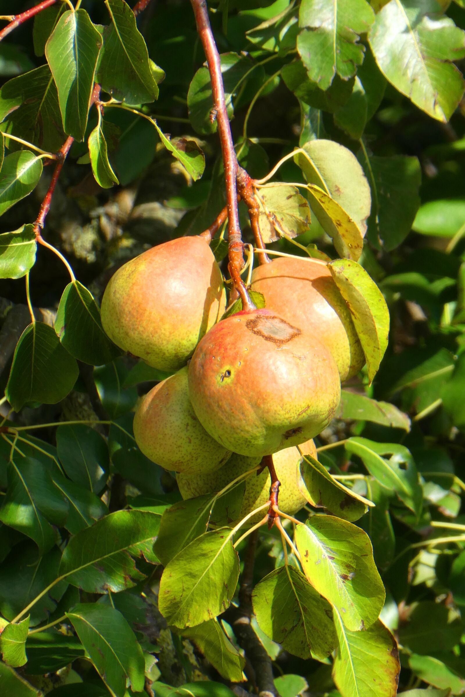 Panasonic Lumix DC-ZS70 (Lumix DC-TZ90) sample photo. Pears, fruits, autumn photography