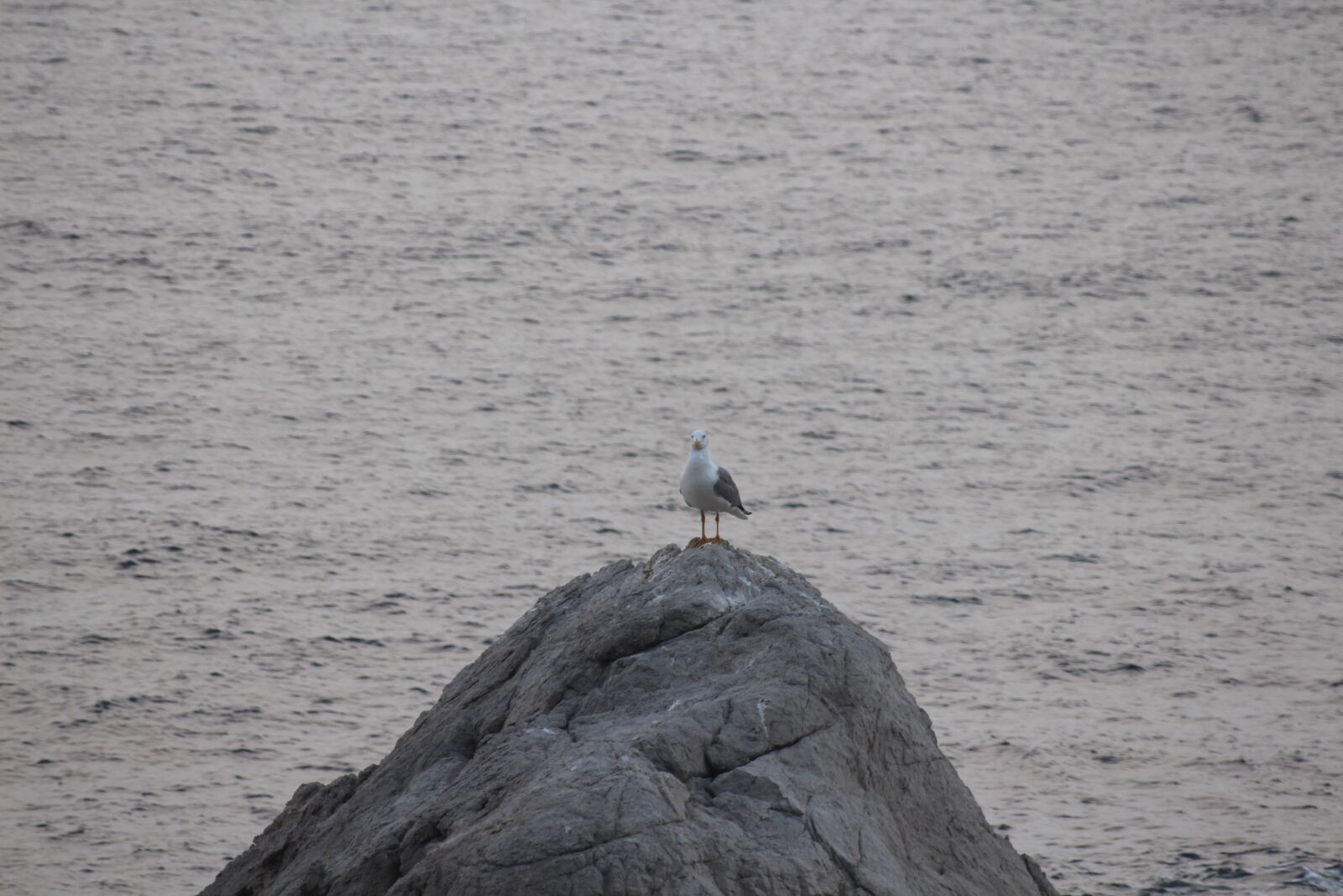Canon EOS 650D (EOS Rebel T4i / EOS Kiss X6i) sample photo. Sea, seagull, palermo photography