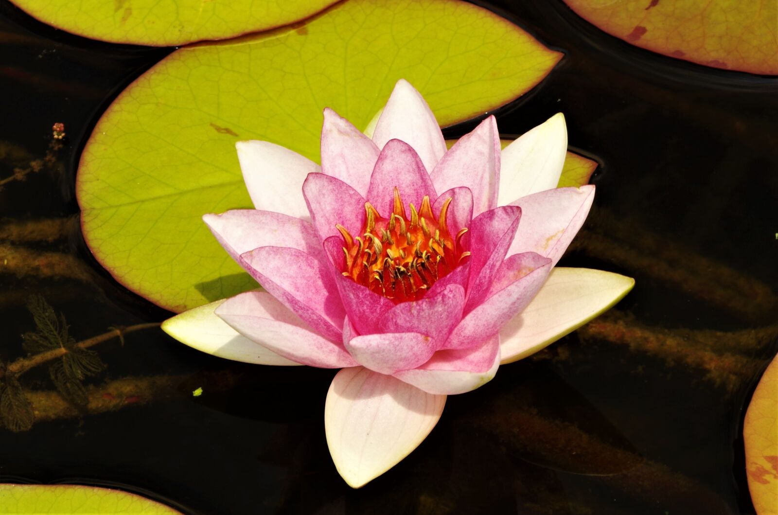 Pentax K-50 sample photo. Flower, water lilies, flower photography