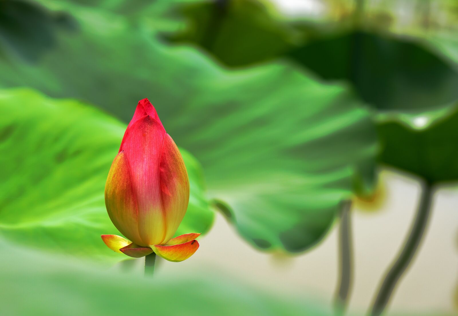 Canon EOS 6D sample photo. Lotus, flower, cold good photography