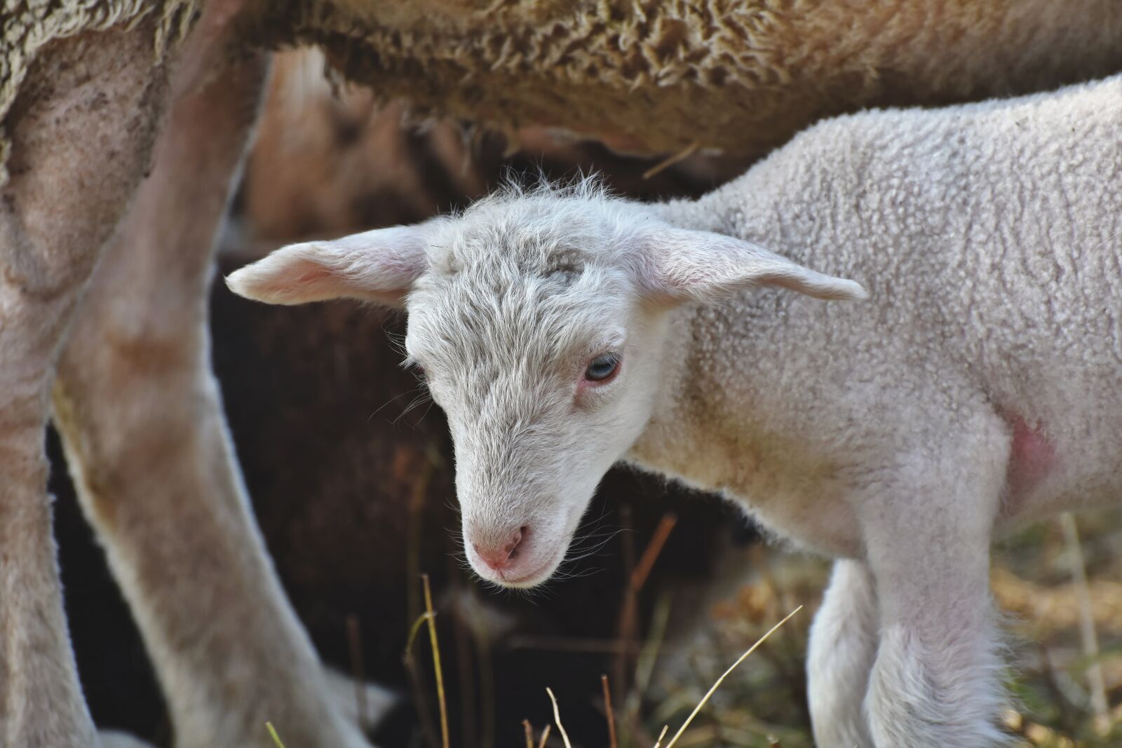 Nikon D7200 sample photo. Lamb, sheep, schäfchen photography