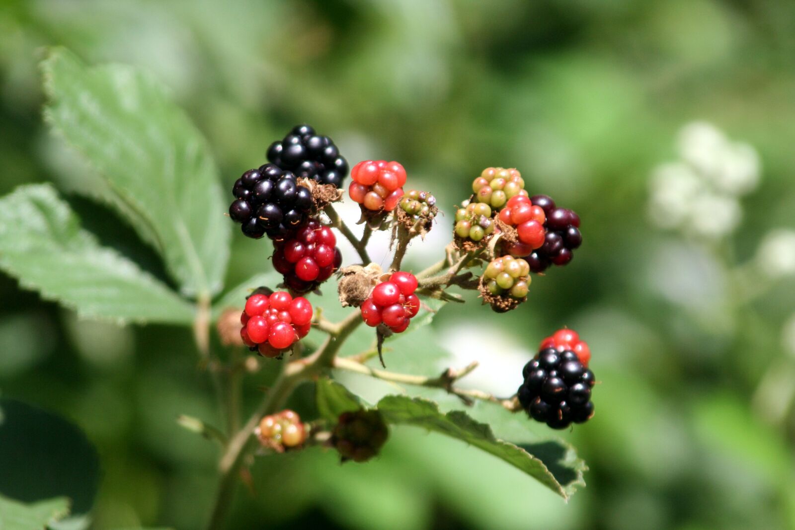 Canon EOS 350D (EOS Digital Rebel XT / EOS Kiss Digital N) sample photo. Blackberries, wild, fruit photography