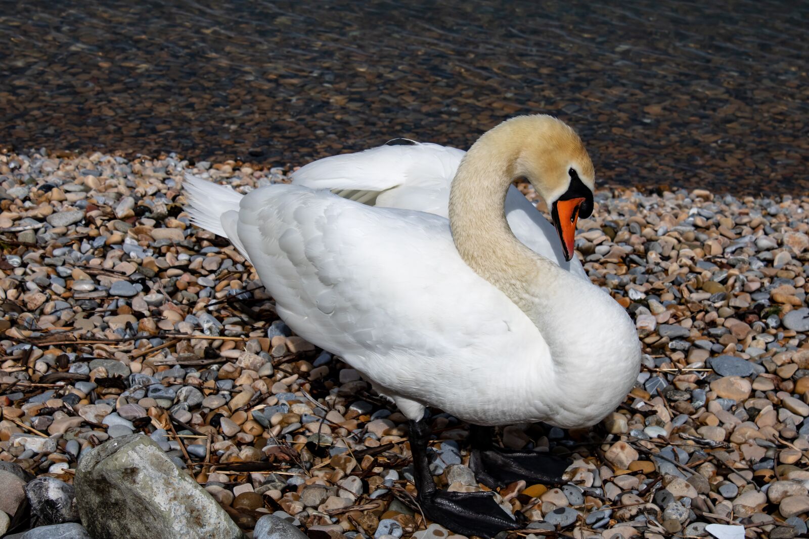 Canon EOS 2000D (EOS Rebel T7 / EOS Kiss X90 / EOS 1500D) sample photo. Swan, lake, water photography