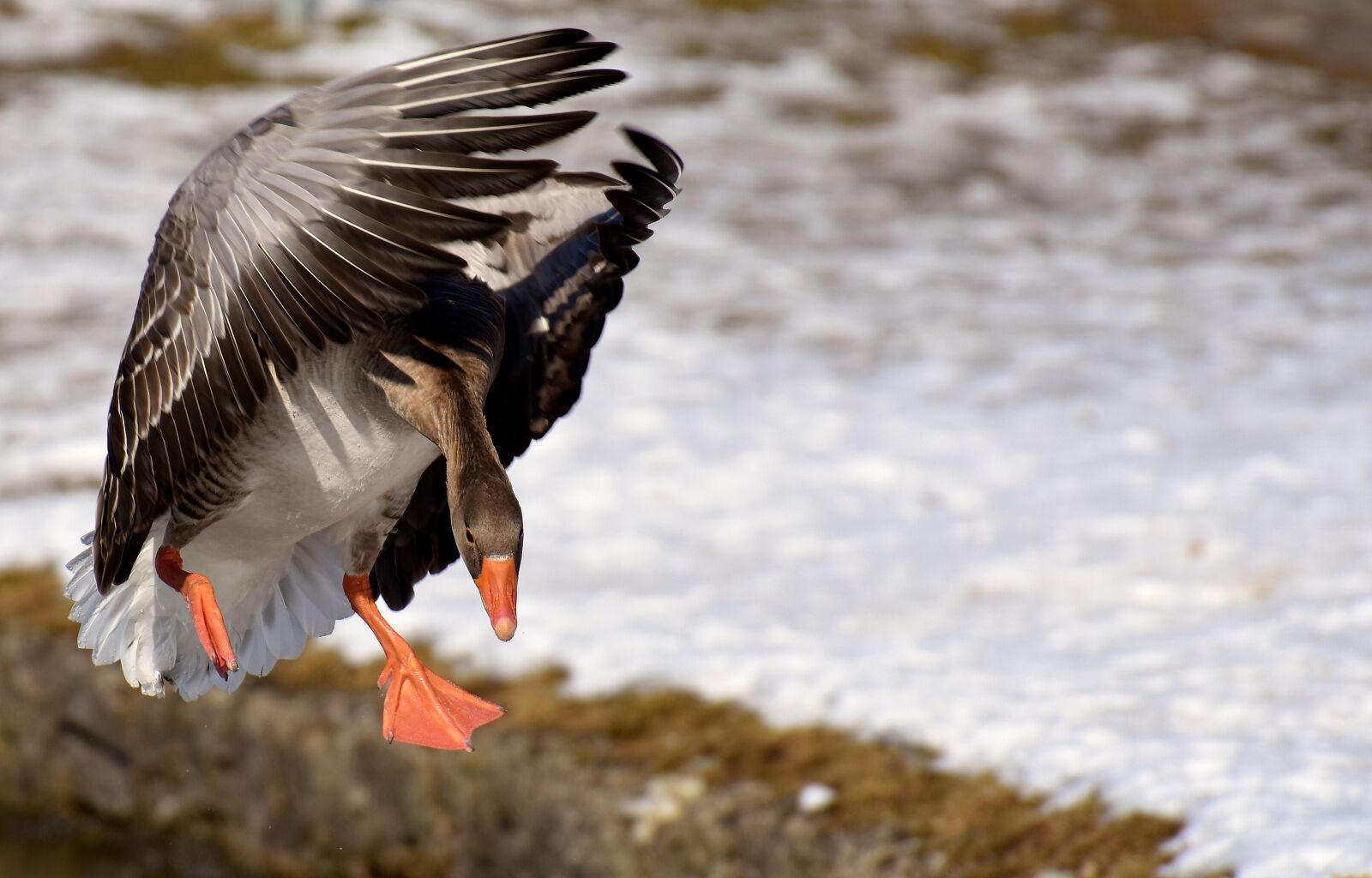 Nikon D7200 sample photo. Goose, flying, flight photography