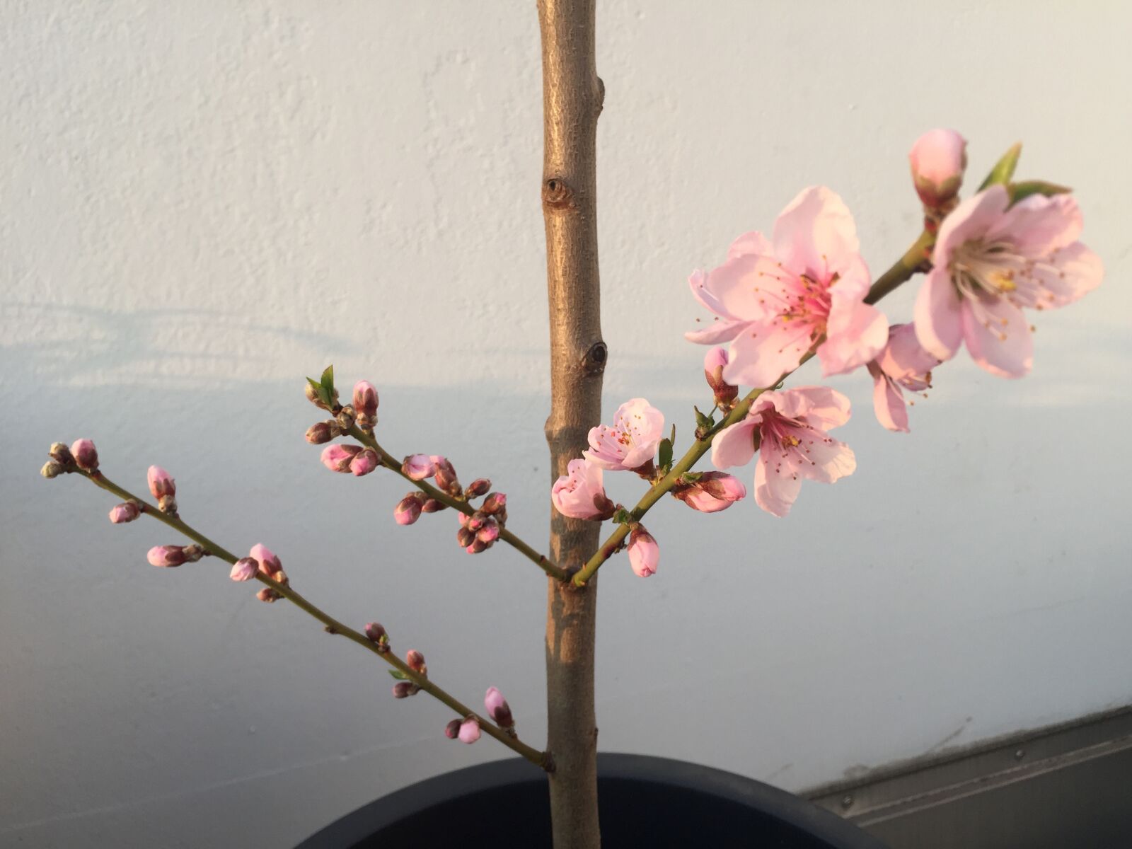 iPhone 6 back camera 4.15mm f/2.2 sample photo. Peach blossom, spring, nature photography