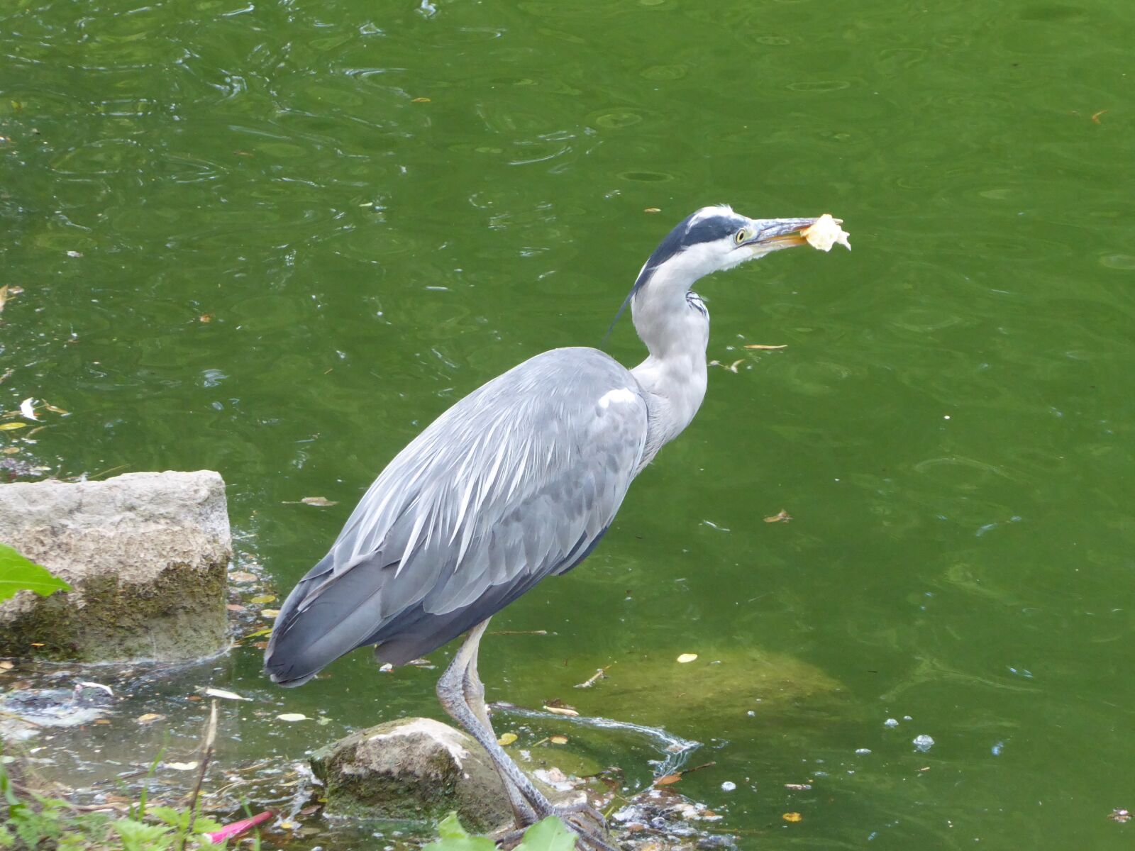 Panasonic Lumix DMC-ZS50 (Lumix DMC-TZ70) sample photo. Grey heron, heron, bird photography