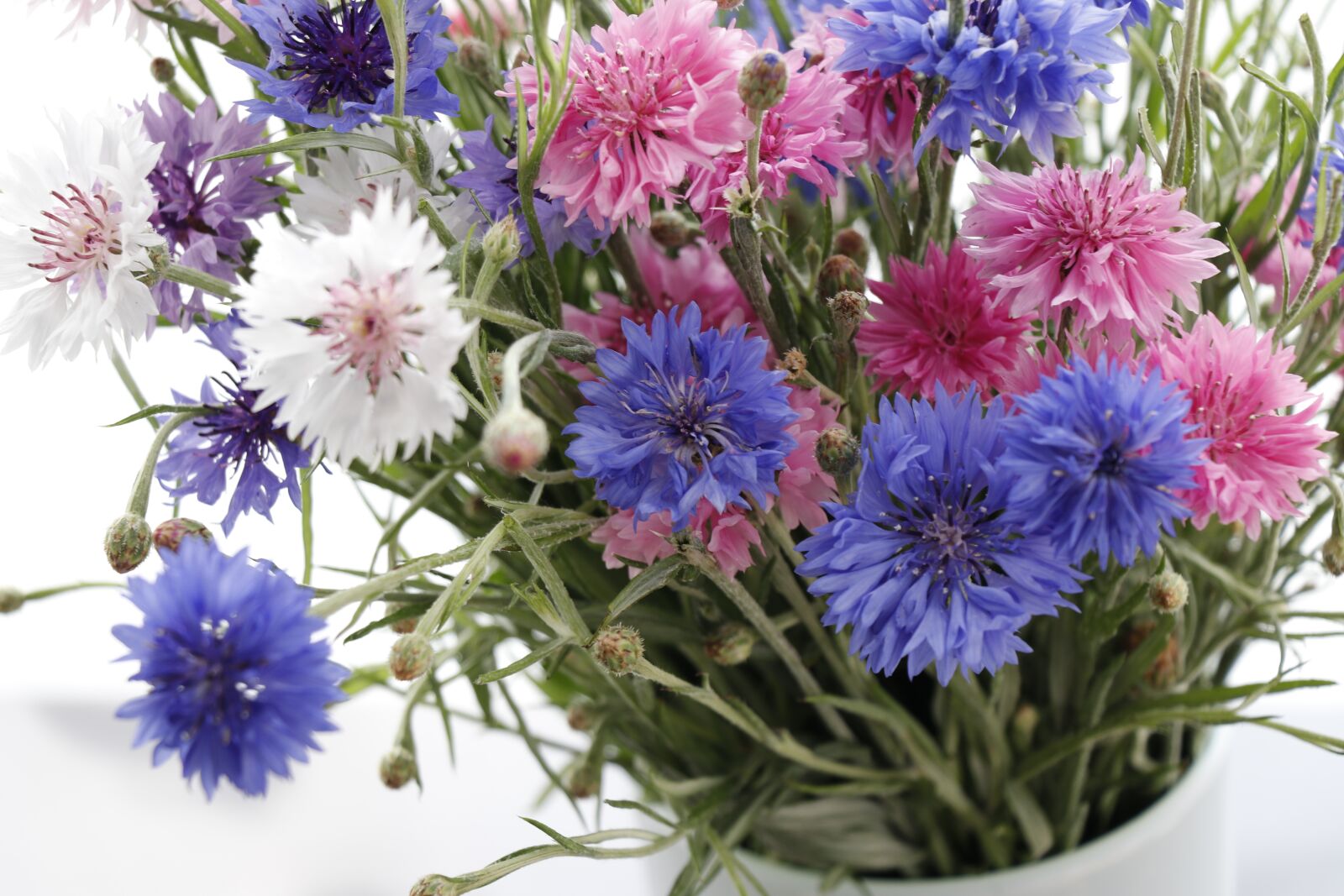 Canon EF-S 18-135mm F3.5-5.6 IS USM sample photo. Cornflowers, raznotsvet, blue photography