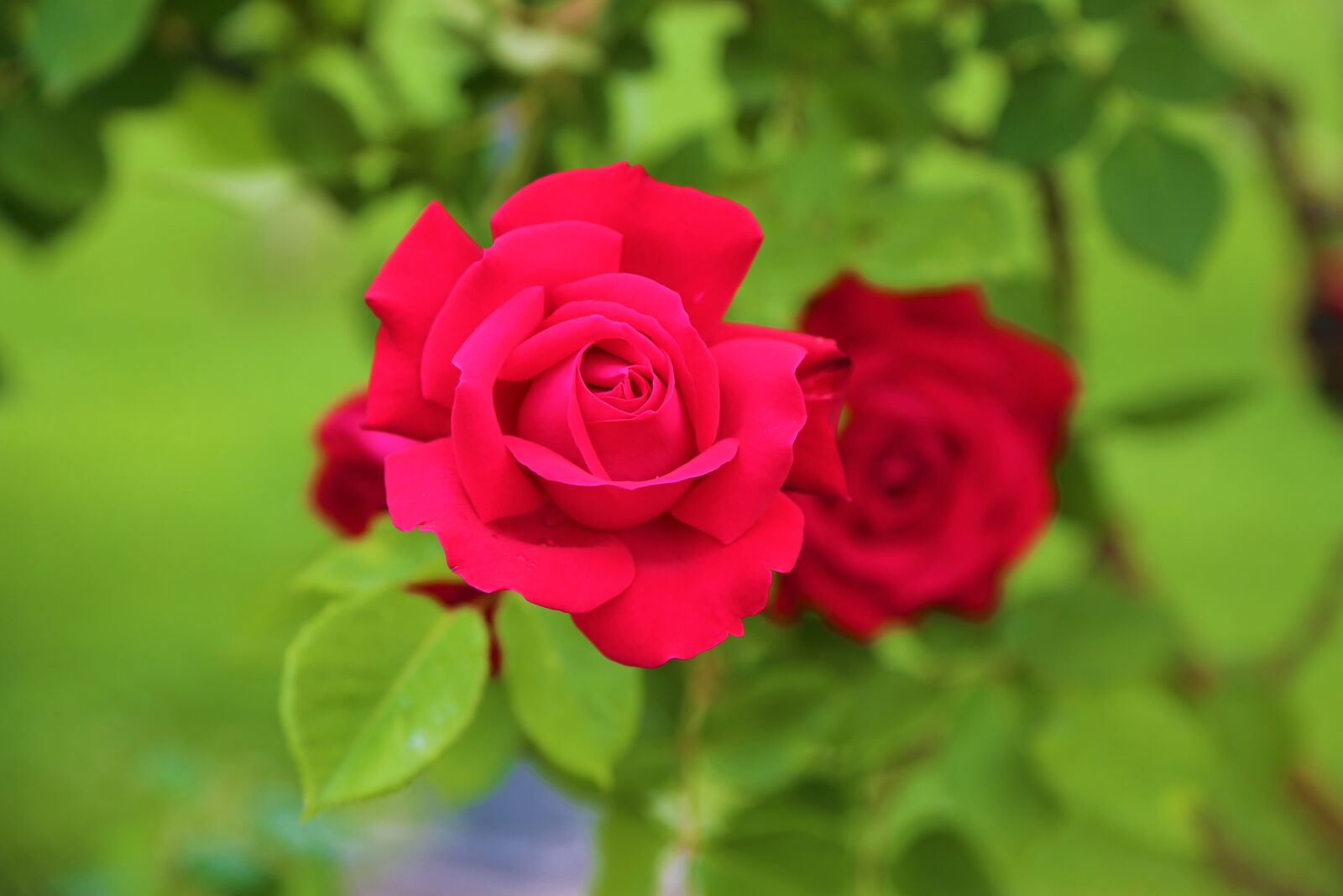 Canon EF 24-105mm F4L IS USM sample photo. Rose, nature, flower photography