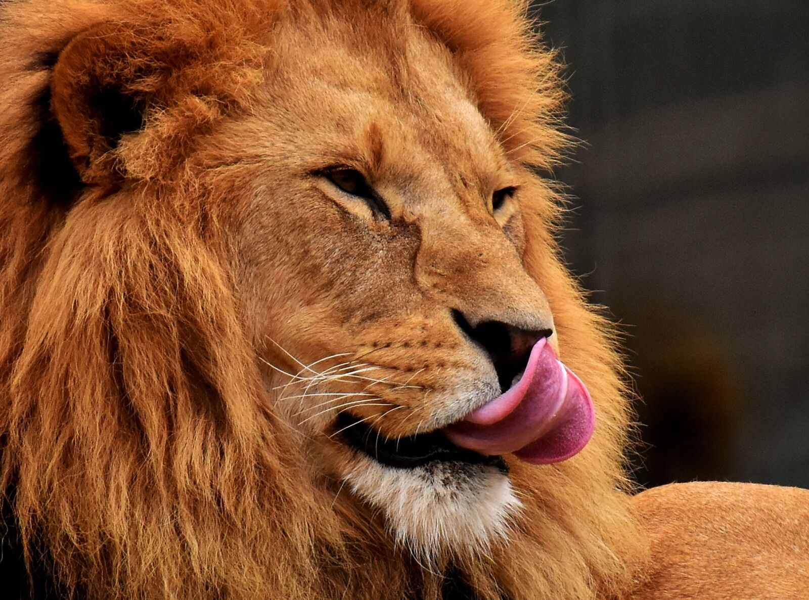 Nikon D7200 sample photo. Lion, predator, dangerous photography
