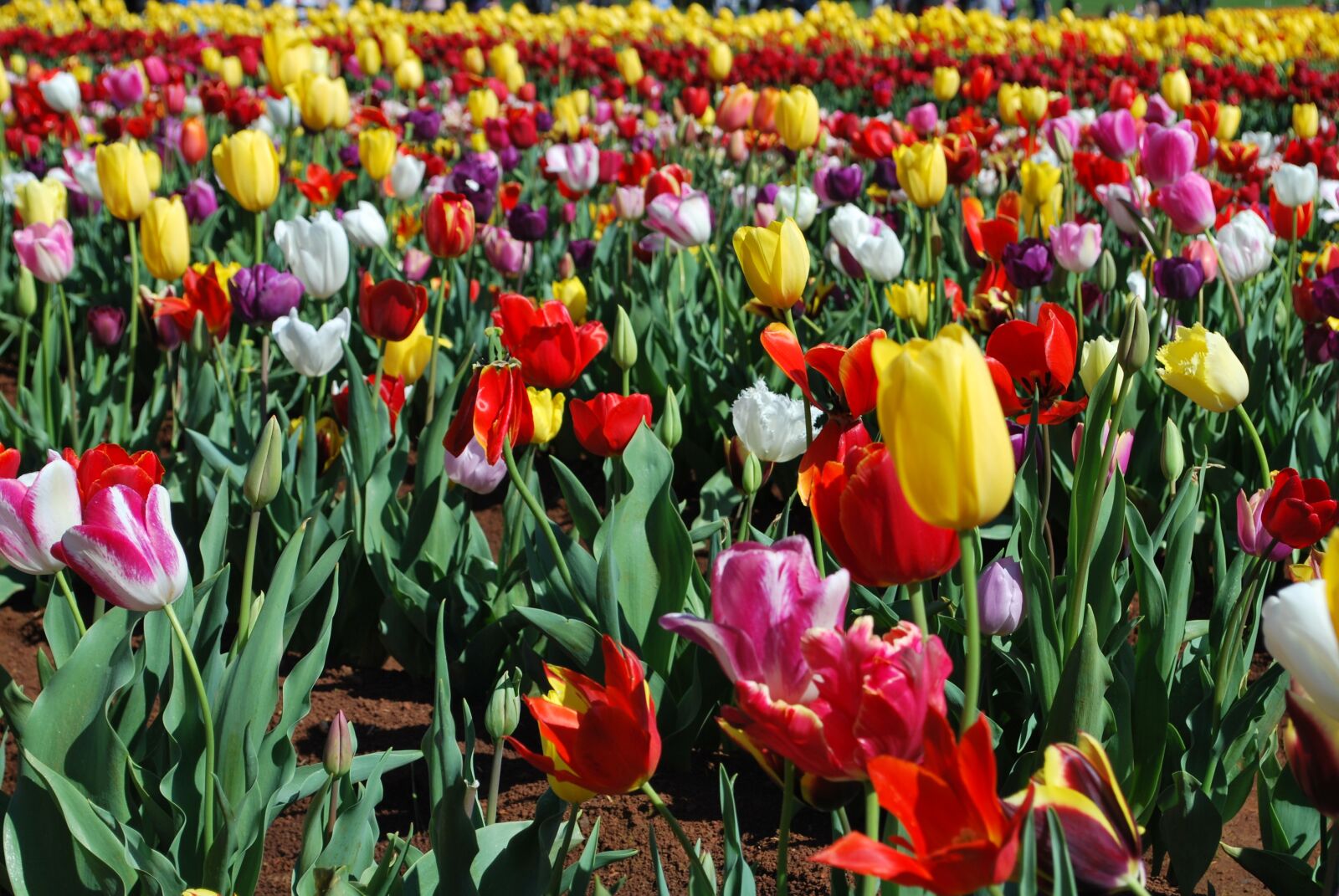 Nikon D60 sample photo. Tulip, field, spring photography
