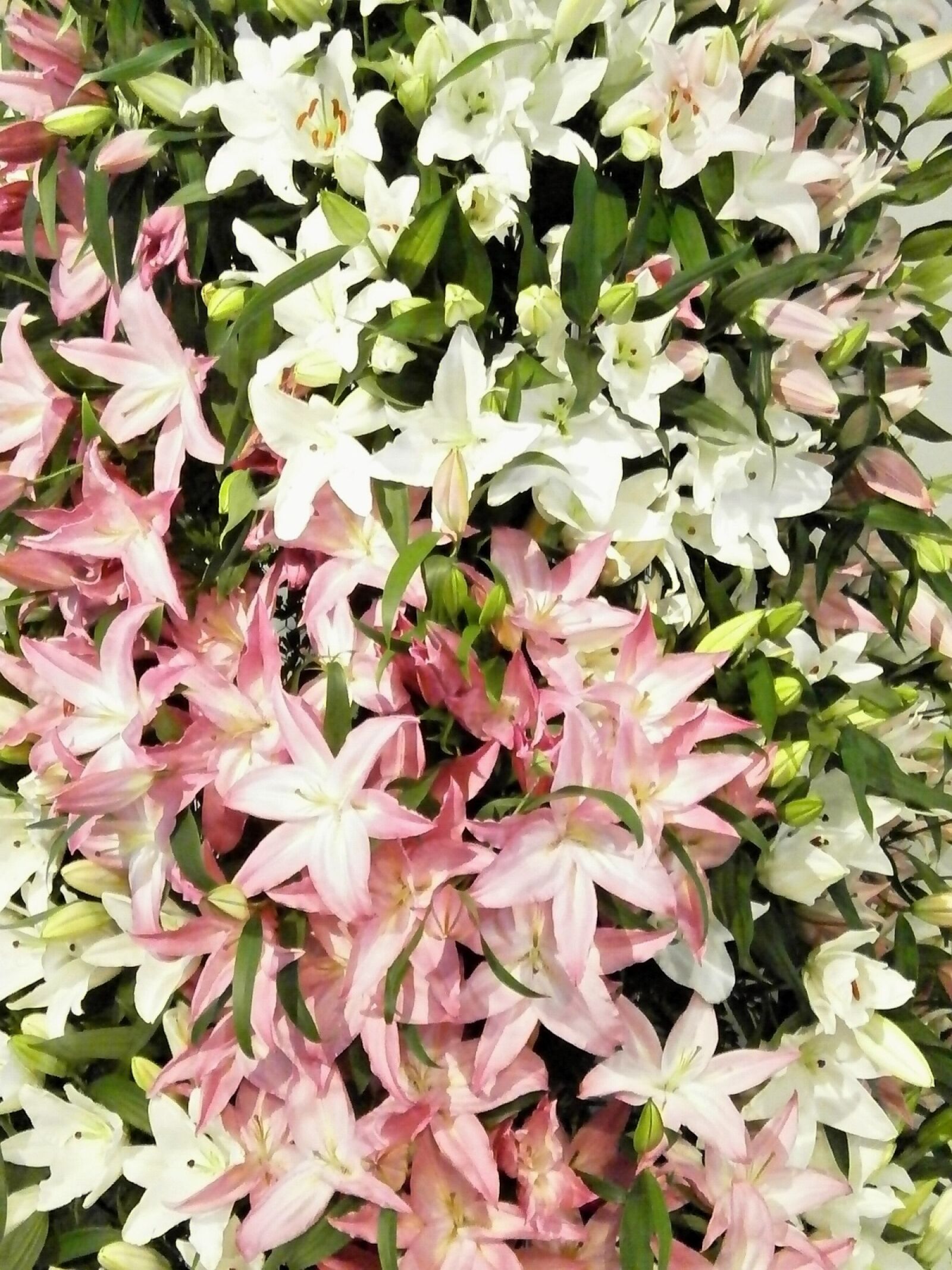 Olympus VG110,D700 sample photo. Flowers, texture, lily photography