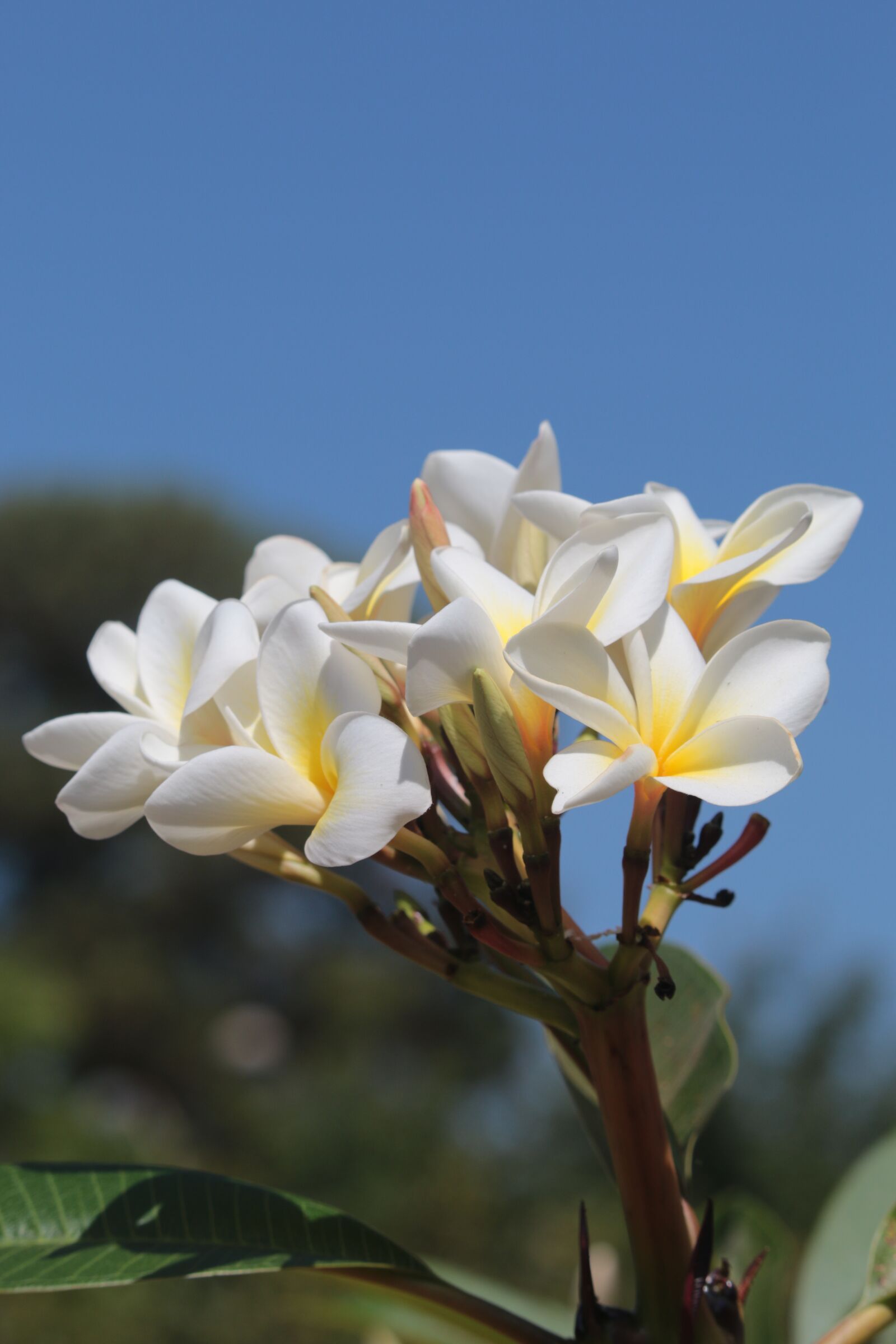 Canon EF-S 55-250mm F4-5.6 IS STM sample photo. Flower cerrado, flower, nature photography