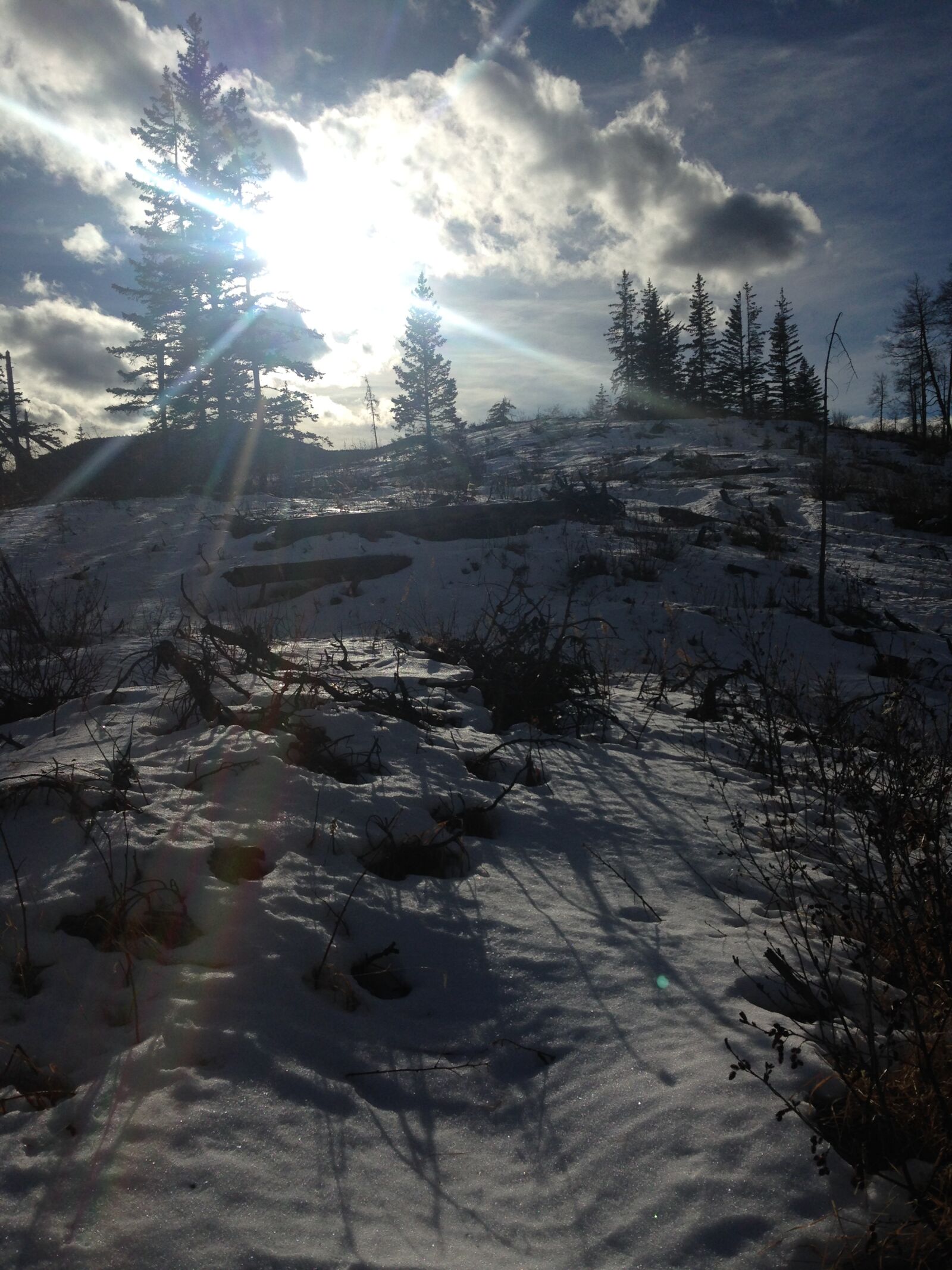 Apple iPhone 5c sample photo. Pine, trees, sunshine, winter photography