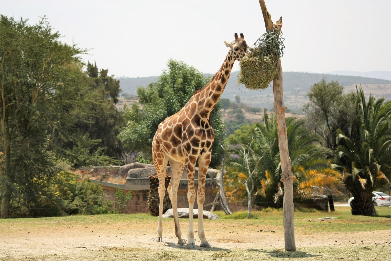 Canon EOS 450D (EOS Rebel XSi / EOS Kiss X2) sample photo. Giraffe, animal, africa photography