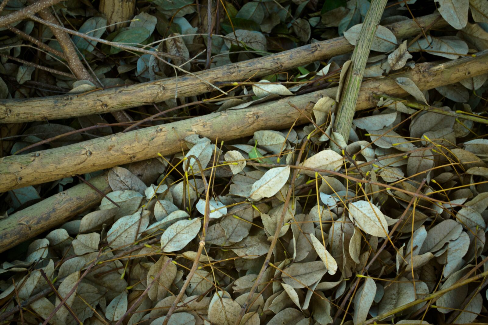 Nikon D3100 sample photo. Autumn, dry, leaves photography