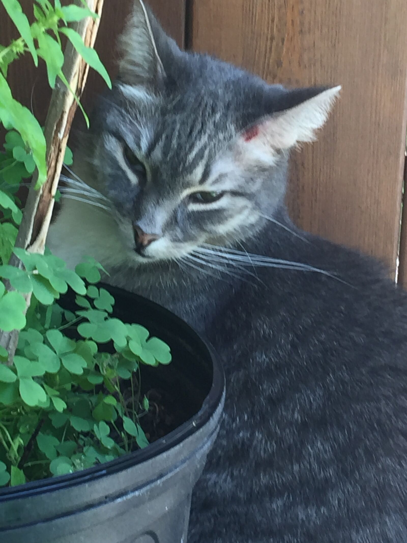 iPhone 6 Plus back camera 4.15mm f/2.2 sample photo. Cat, patio, grey photography