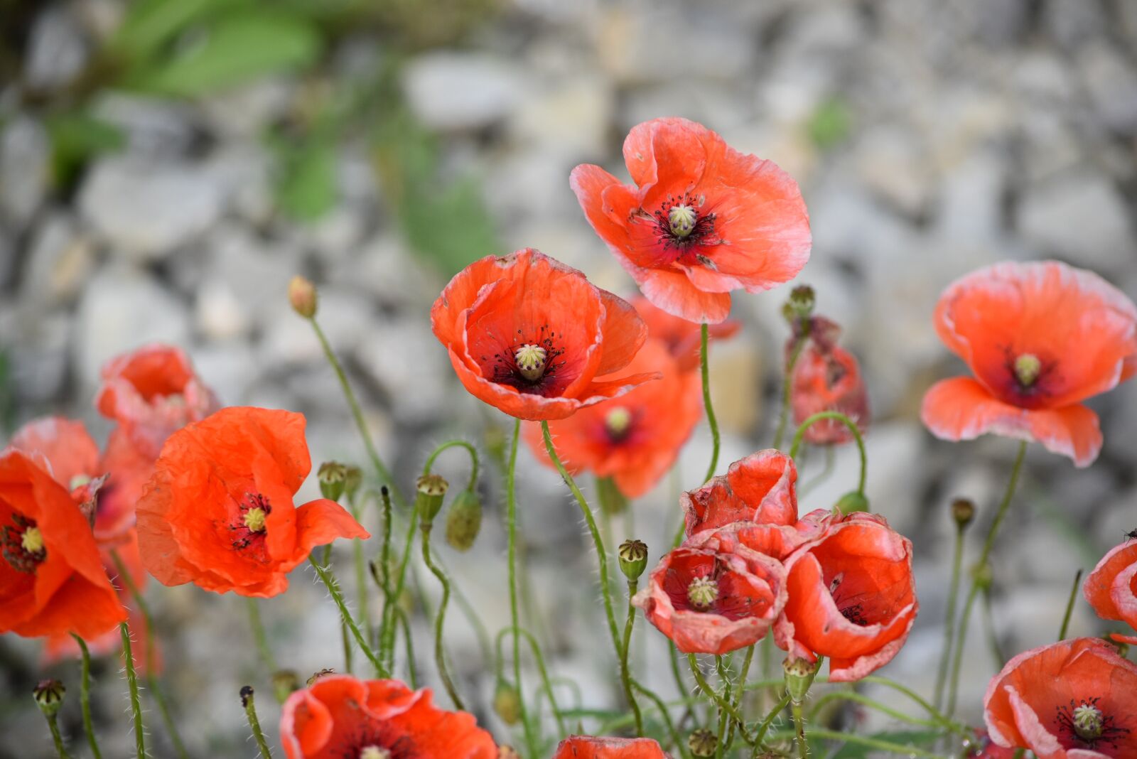 Nikon D5500 sample photo. Poppies, flowers, red flowers photography