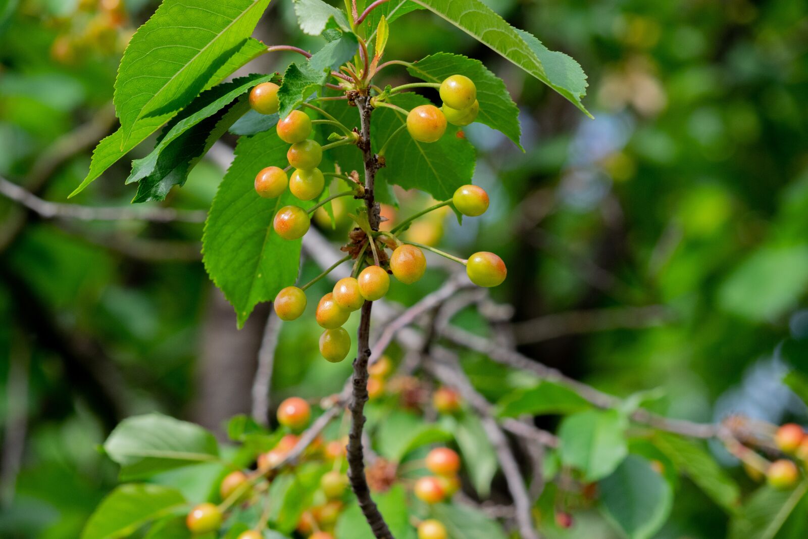 Nikon D3300 sample photo. Wood, foliage, branch photography