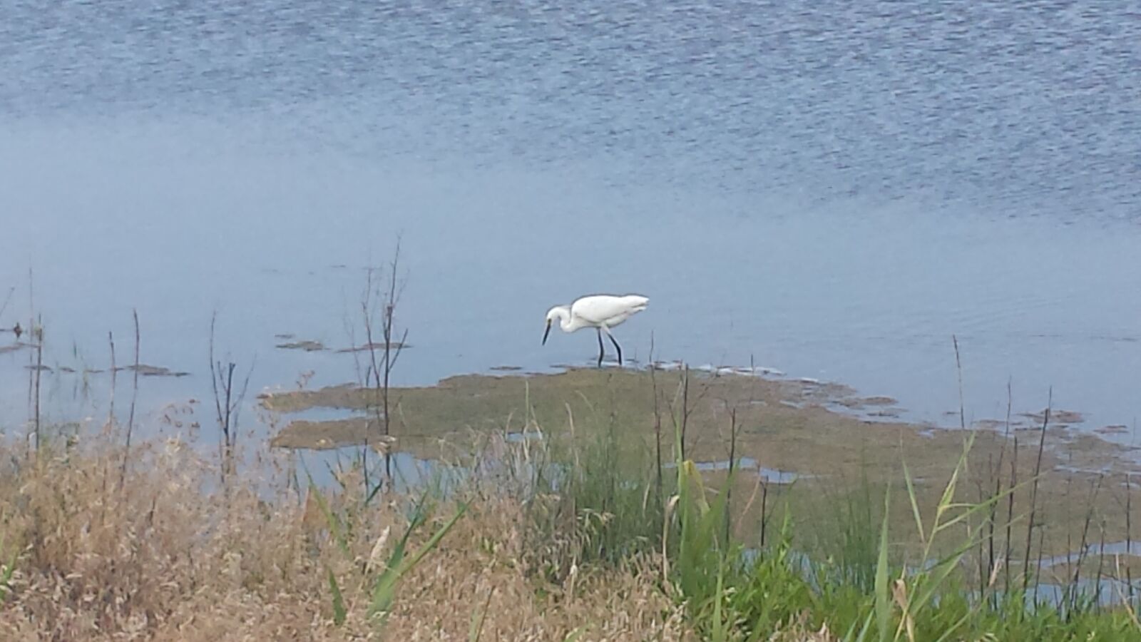 Samsung Galaxy S4 sample photo. Heron, water, nature photography