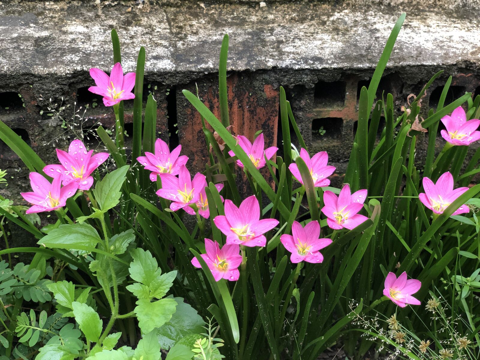 iPhone X back dual camera 6mm f/2.4 sample photo. Rain lily, purple, blossom photography