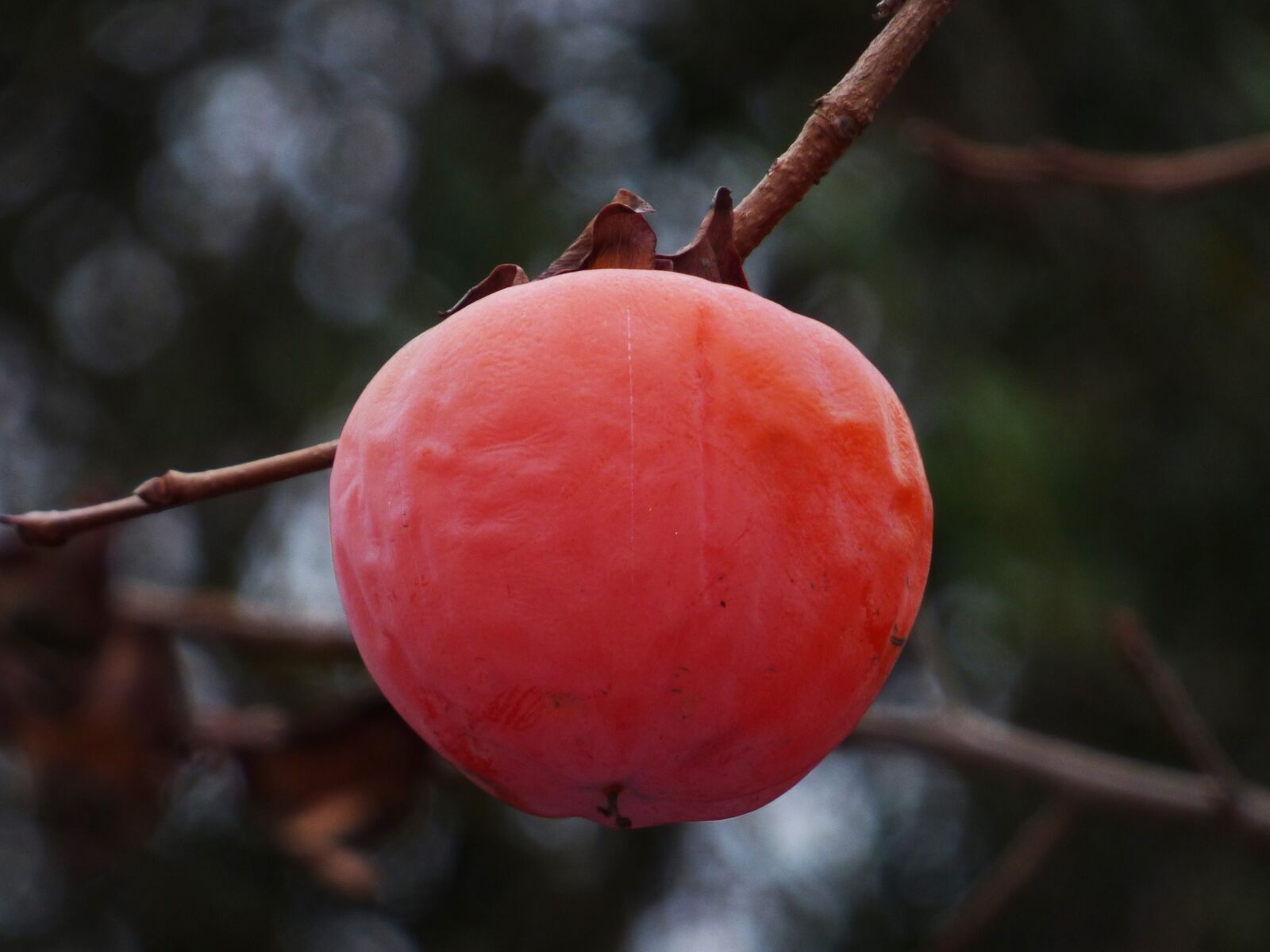 Panasonic Lumix DMC-FZ70 sample photo. Rosewood, mature, fruit photography