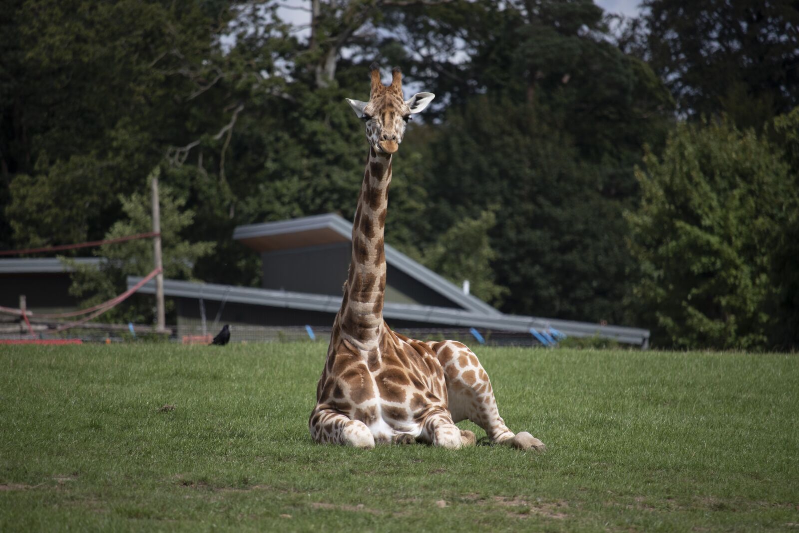 Canon EOS 77D (EOS 9000D / EOS 770D) sample photo. Giraffe, safari, africa photography