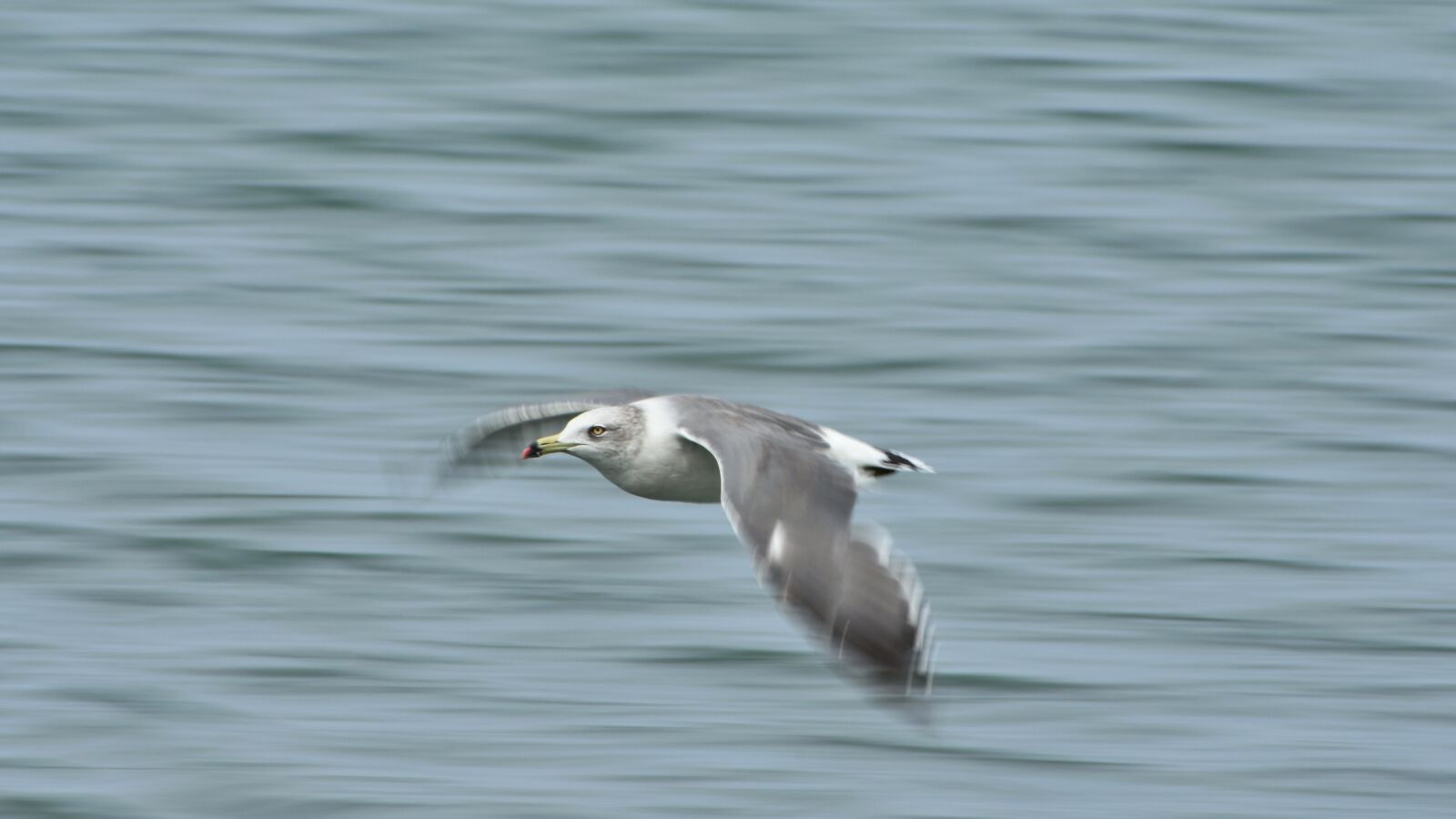 Nikon D7200 sample photo. Animal, sea, bird photography