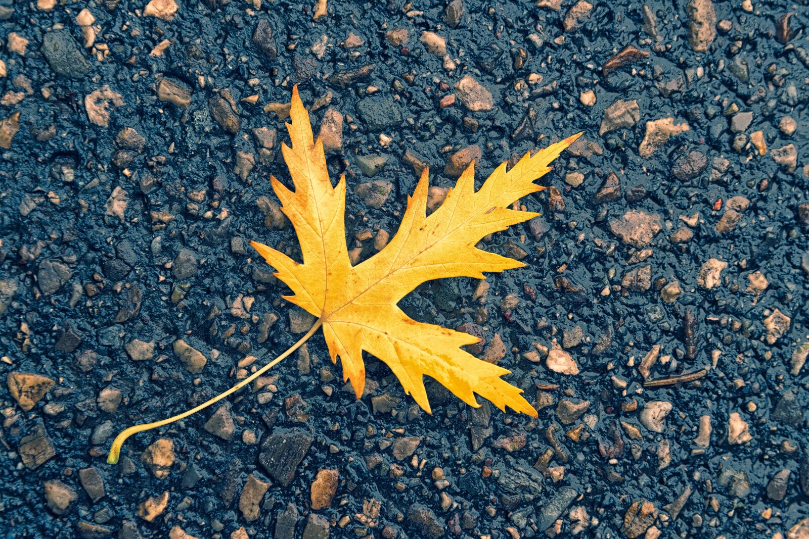 Sony 28-75mm F2.8 SAM sample photo. Autumn, leaf, asphalt photography