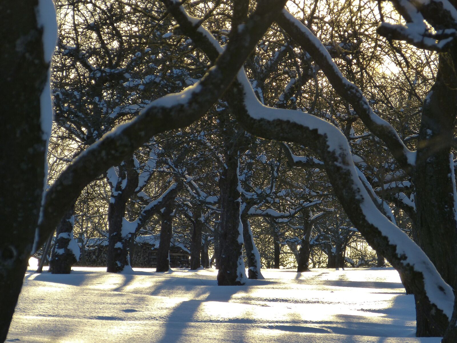 Panasonic Lumix DMC-FZ150 sample photo. Snow, traces, winter photography