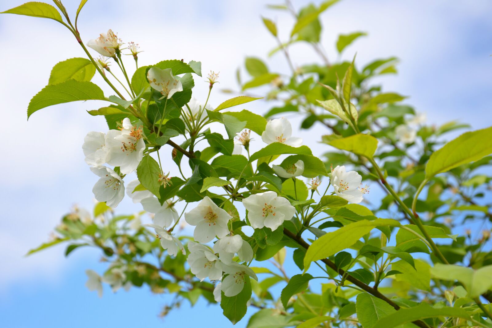 Nikon D3100 sample photo. Apple tree, tree, bloom photography