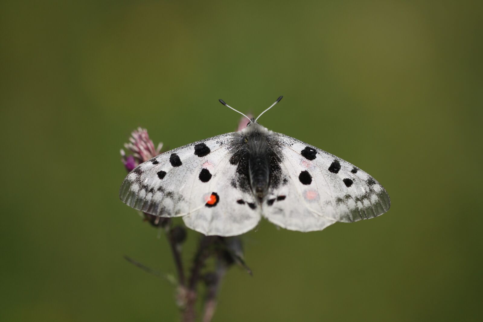 Canon EOS 50D sample photo. Butterfly, apollo, wings photography