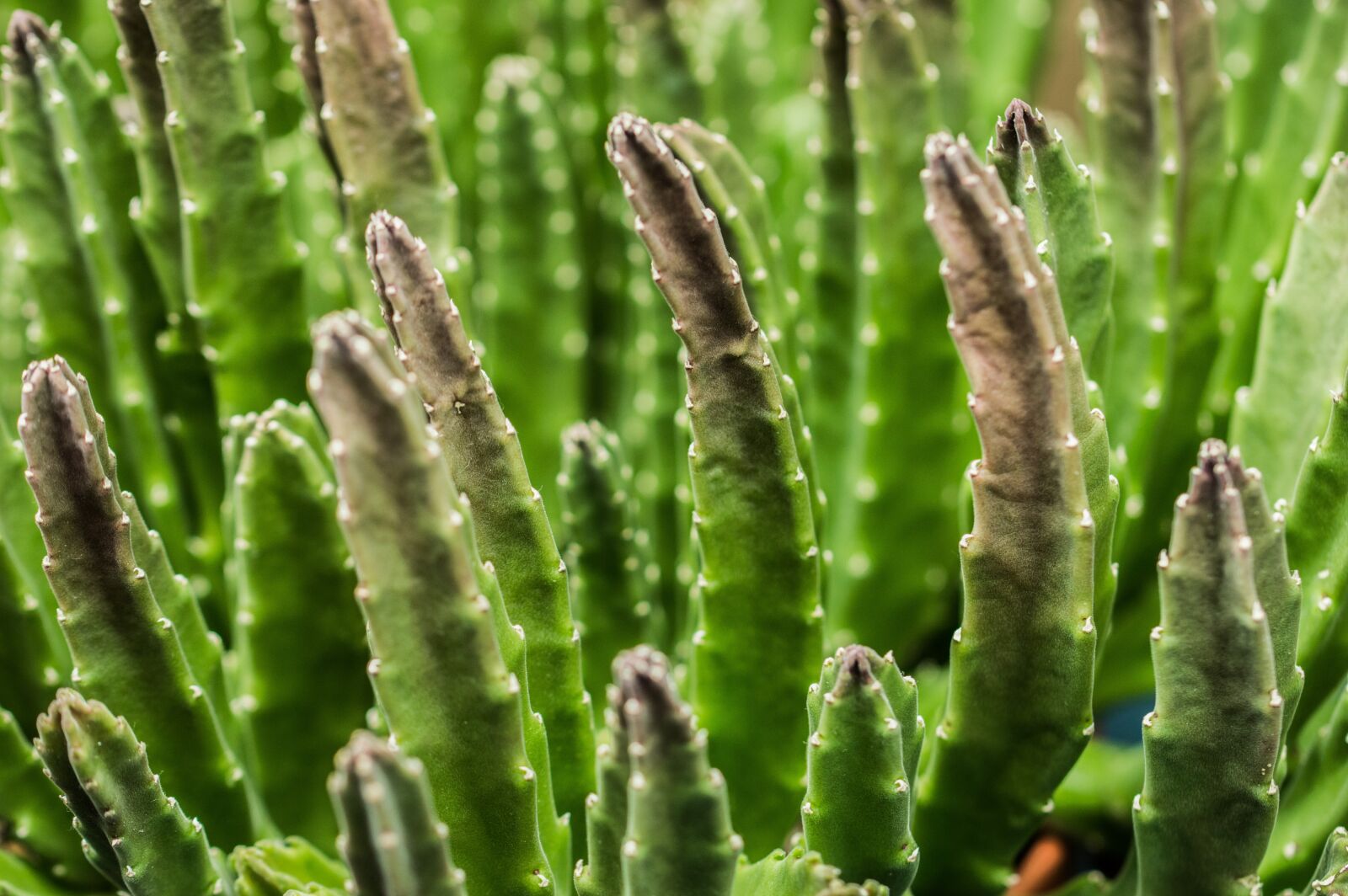 Nikon D3200 sample photo. Cactus, flowers, plant photography