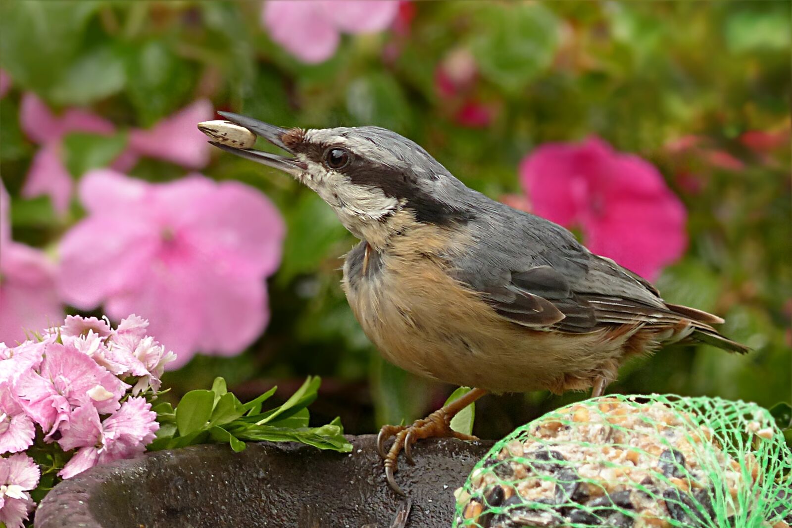 Panasonic Lumix DMC-FZ200 sample photo. Kleiber, sitta europae, bird photography