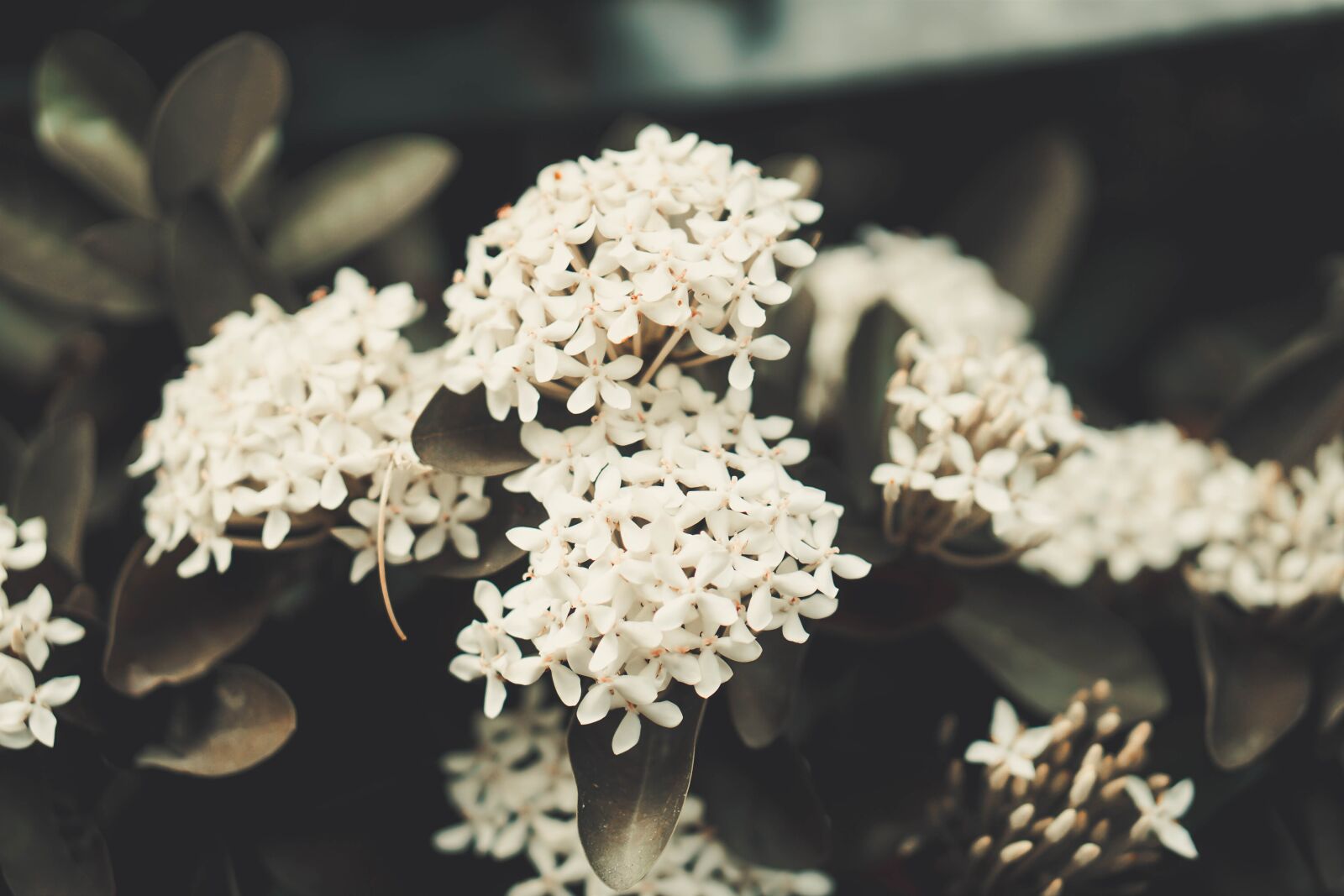 E 50mm F1.8 OSS sample photo. Flower, petal, love photography