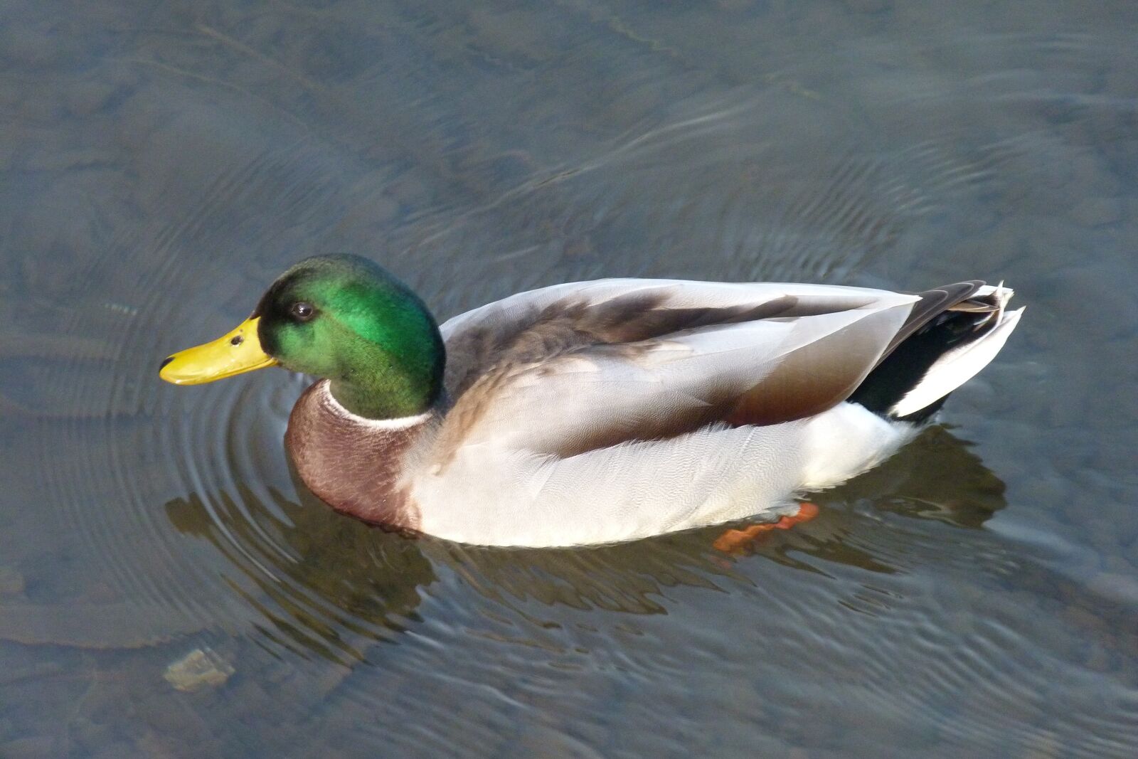 Panasonic Lumix DMC-FZ40 (Lumix DMC-FZ45) sample photo. Duck, birds, nature photography