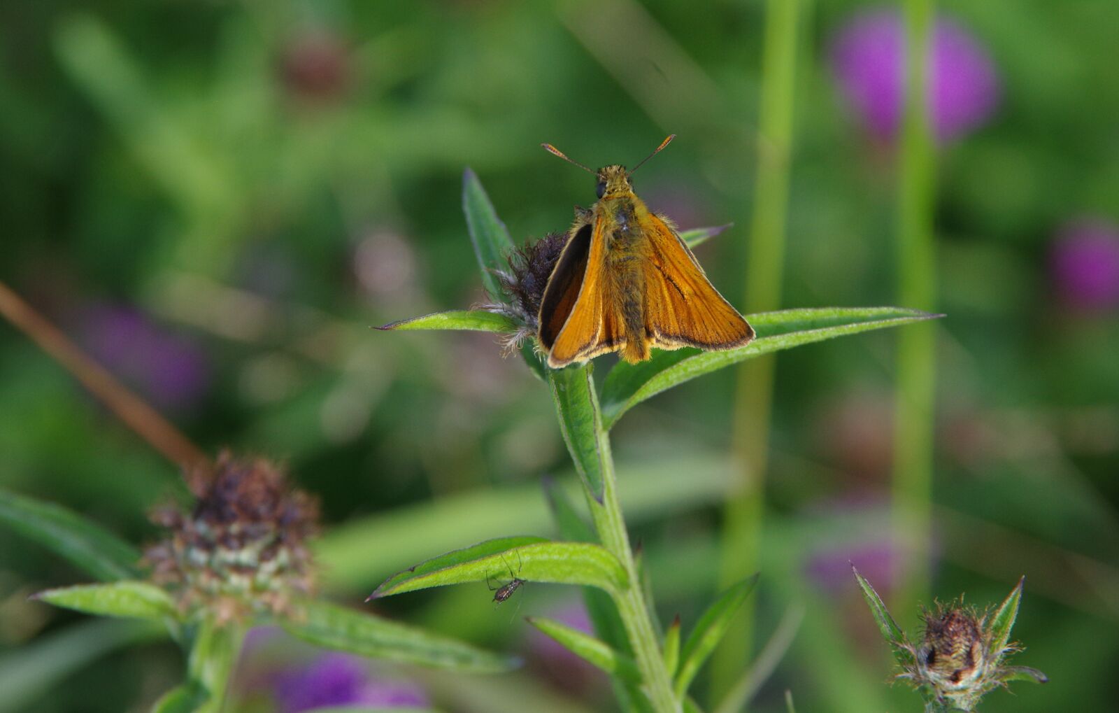 Pentax K-3 sample photo. Butterfly, european skipper, flowers photography