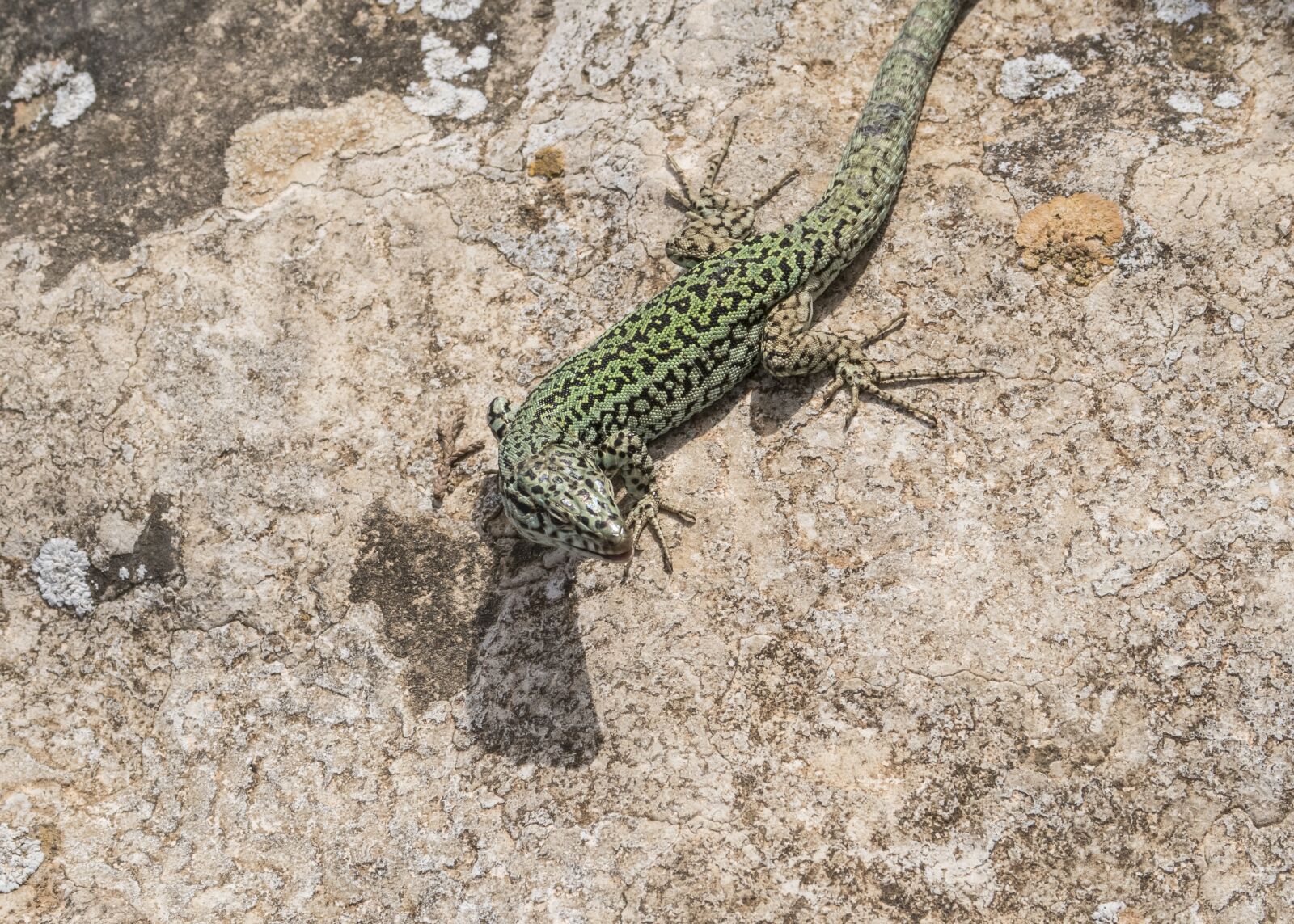 Canon PowerShot G7 X Mark II sample photo. Emerald lizard, lizard, green photography