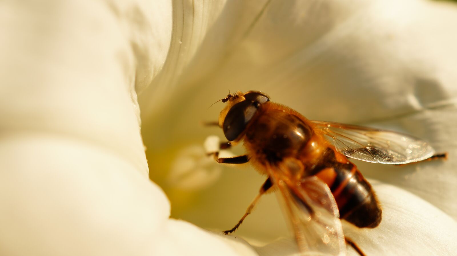 Sony DT 30mm F2.8 Macro SAM sample photo. Animal, bee, bloom, blossom photography