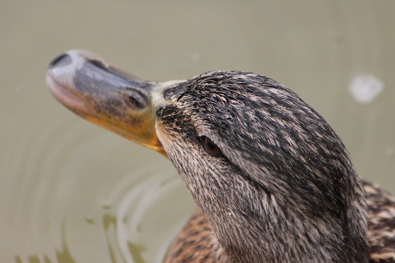Canon EF 70-300mm F4-5.6 IS USM sample photo. Duck, pen, pond photography