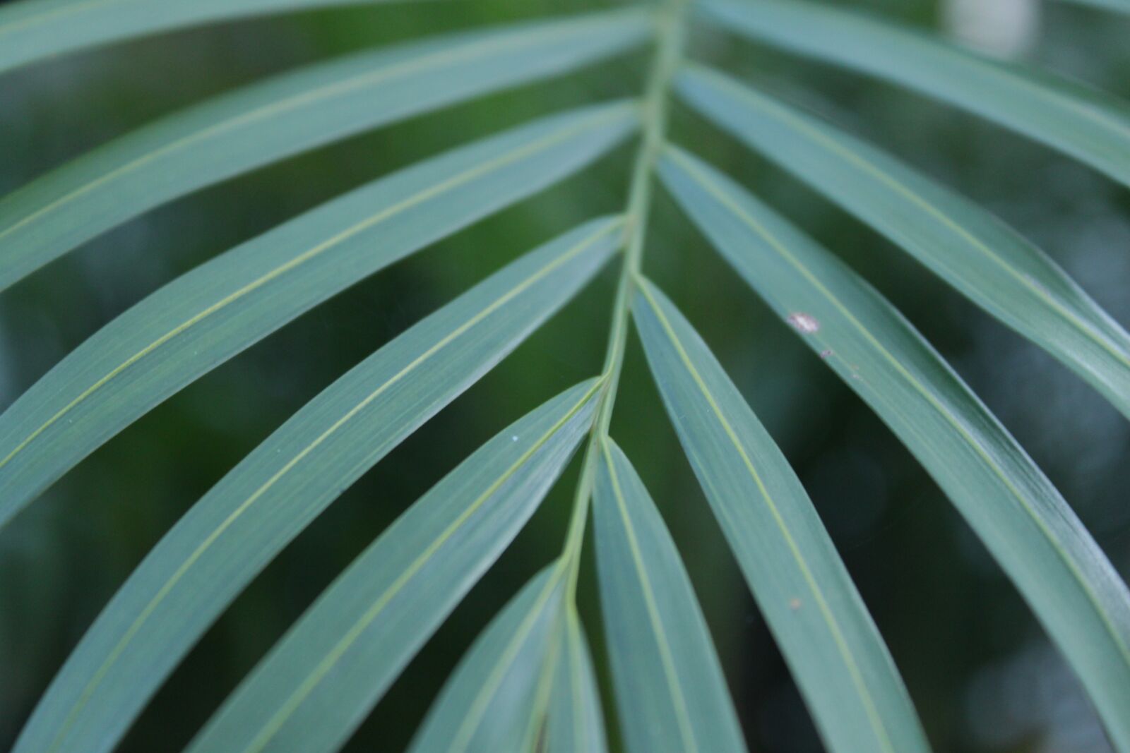 Canon EOS 500D (EOS Rebel T1i / EOS Kiss X3) sample photo. Botanical, vegetation, foliage photography